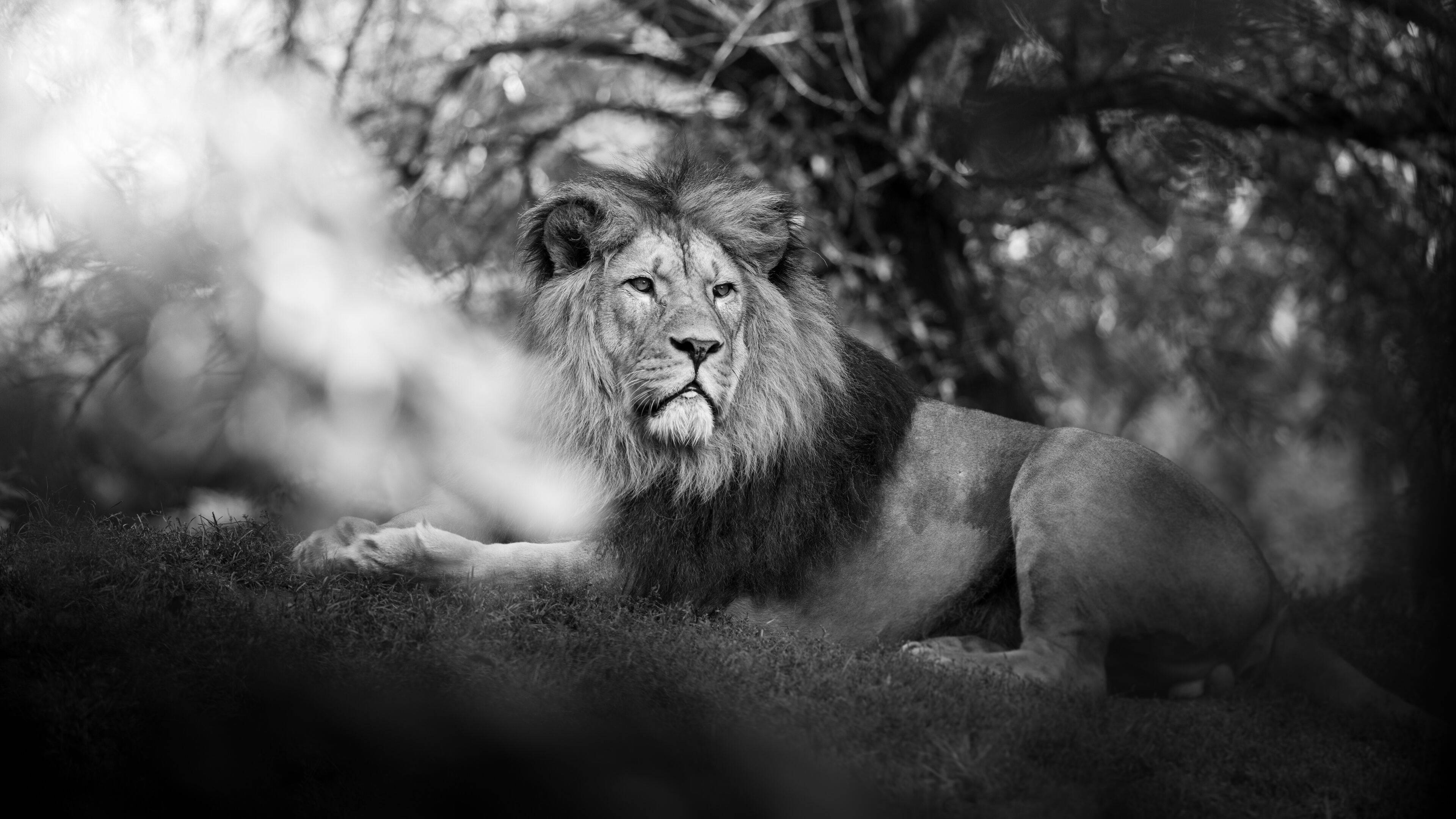 4K Ultra HD Lions, monochrome, majestic male lion, 4K Desktop Wallpaper