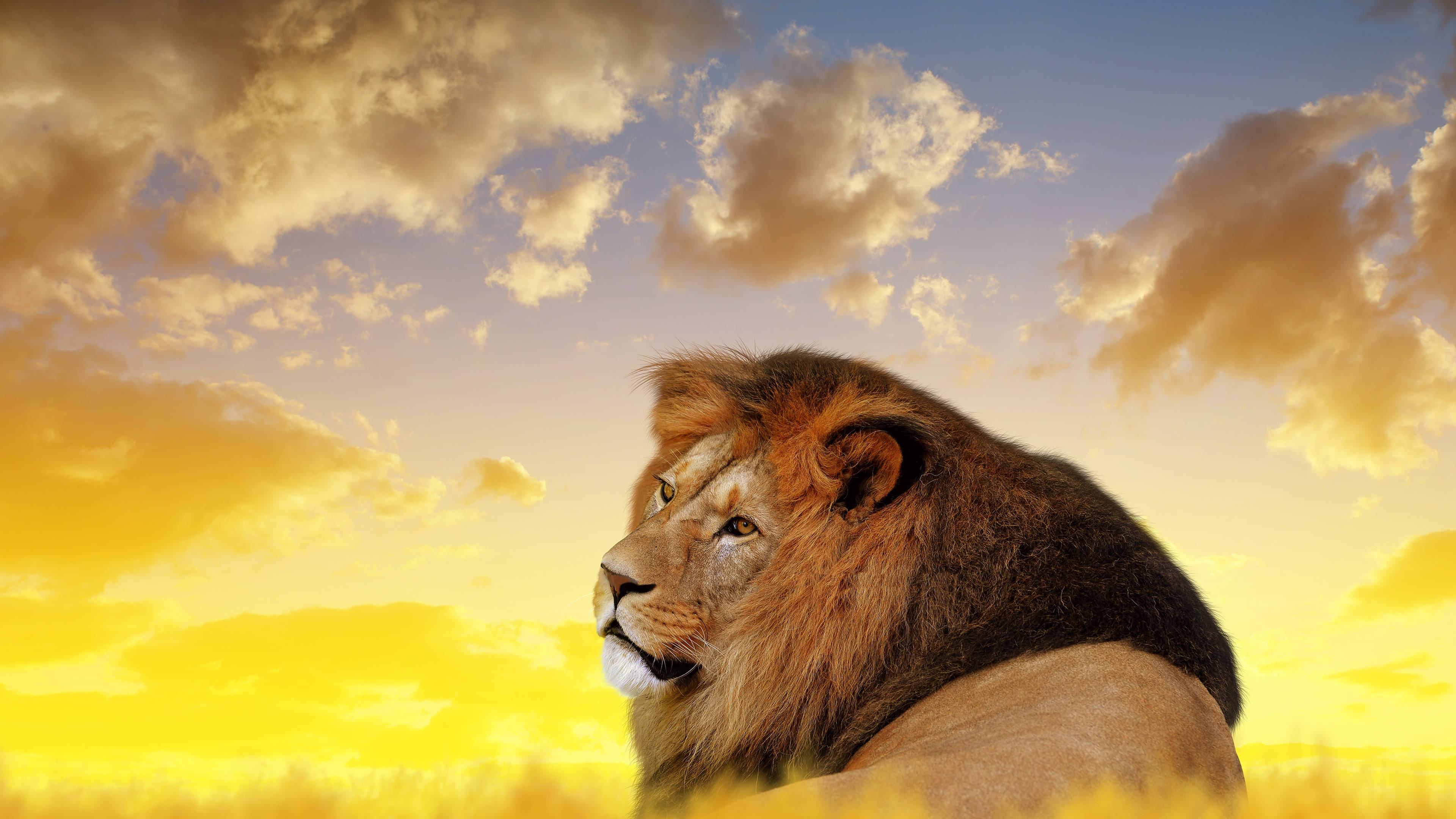 4K Ultra HD Lions, male lion, golden sunset sky, 4K Desktop Wallpaper