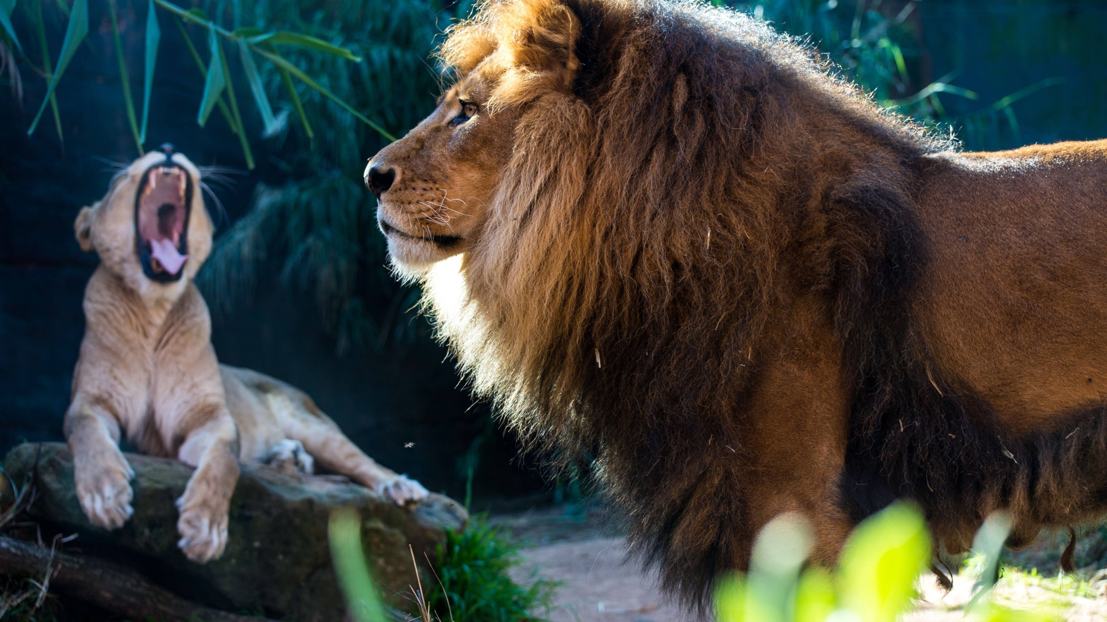 4K Ultra HD, majestic lions, lion cub, 4K Desktop Wallpaper