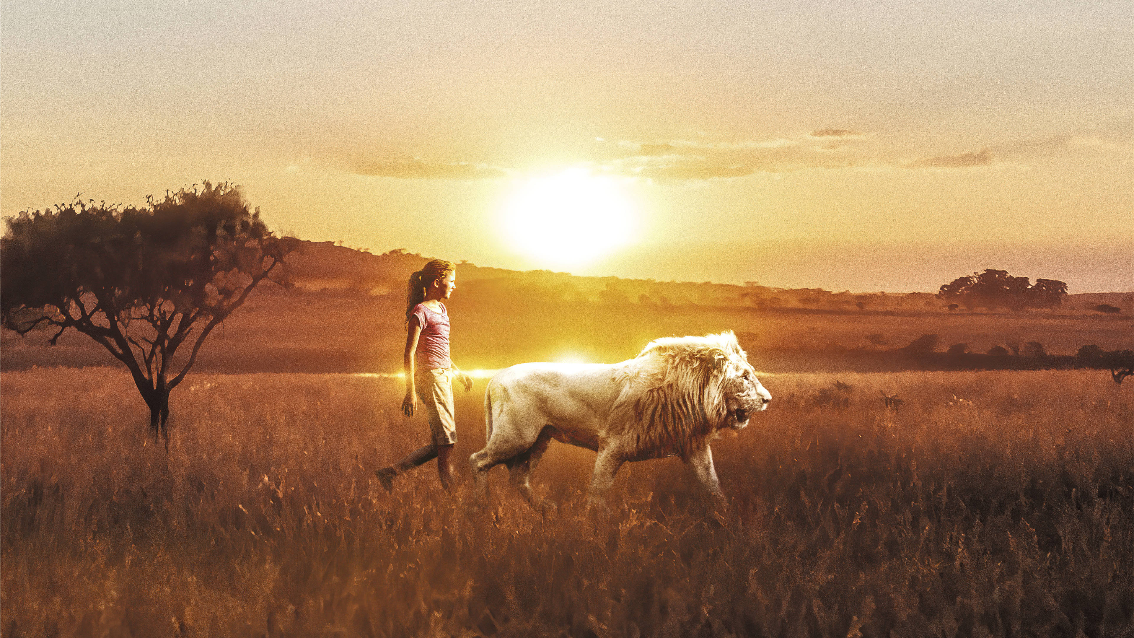 4K Ultra HD Lions, sunset, golden savanna grass, 4K Desktop Wallpaper