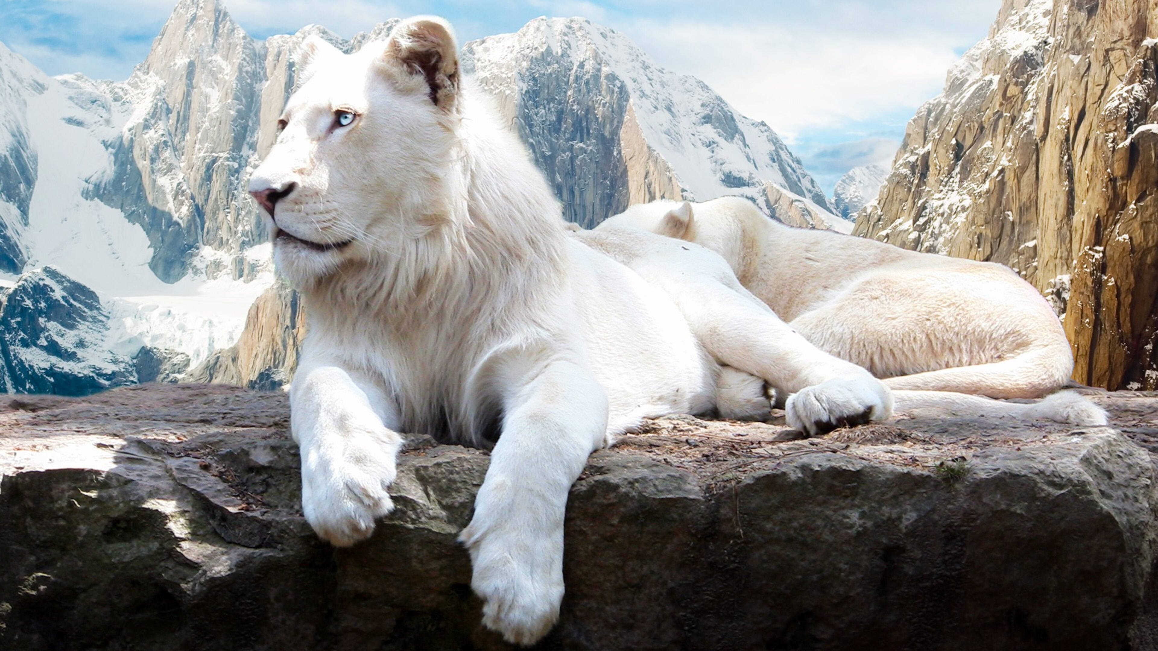 4K Ultra HD Lions, white mane, rocky ledge, 4K Desktop Wallpaper