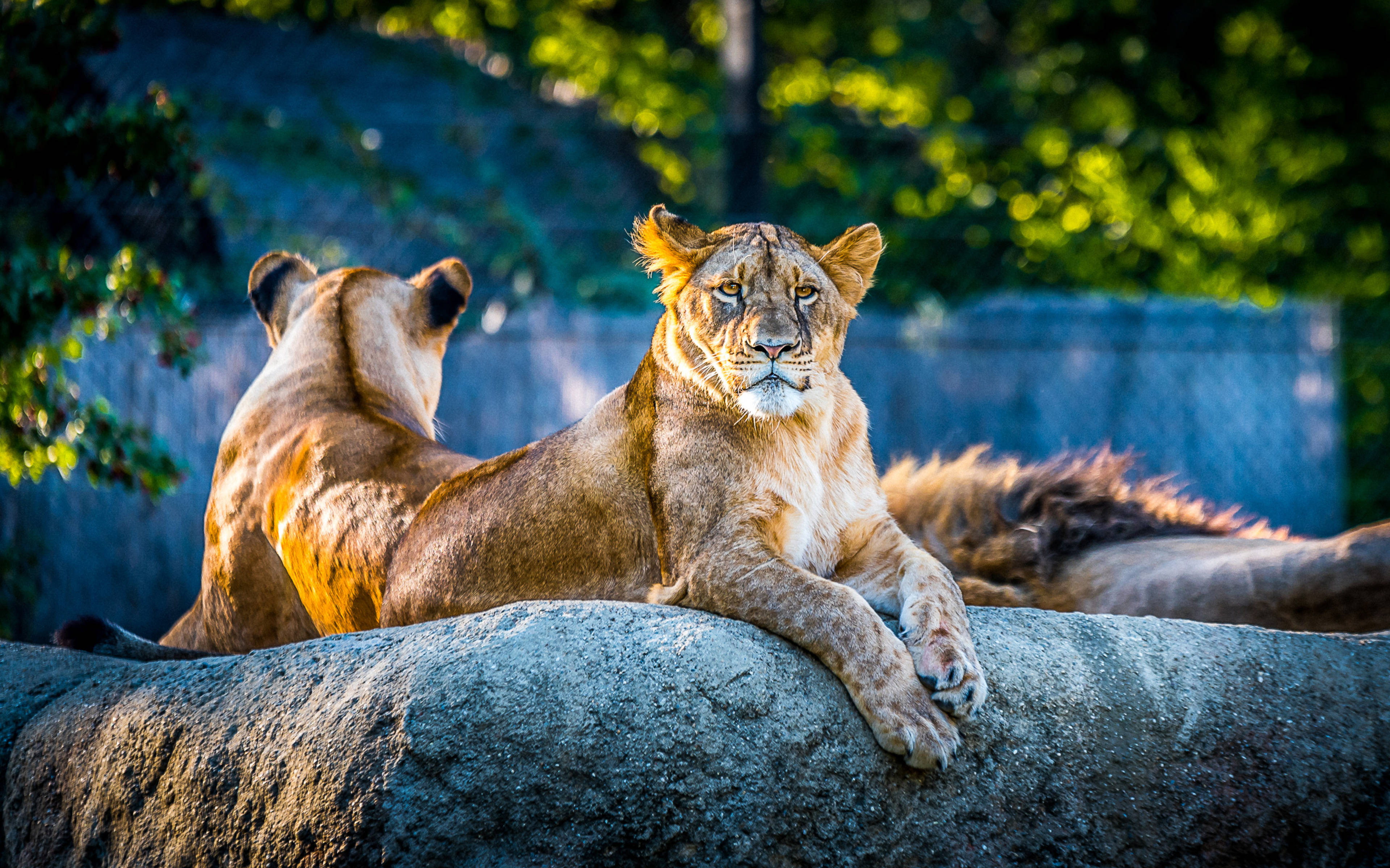 4K Ultra HD Lions, lionesses, sunlit rock, 4K Desktop Wallpaper