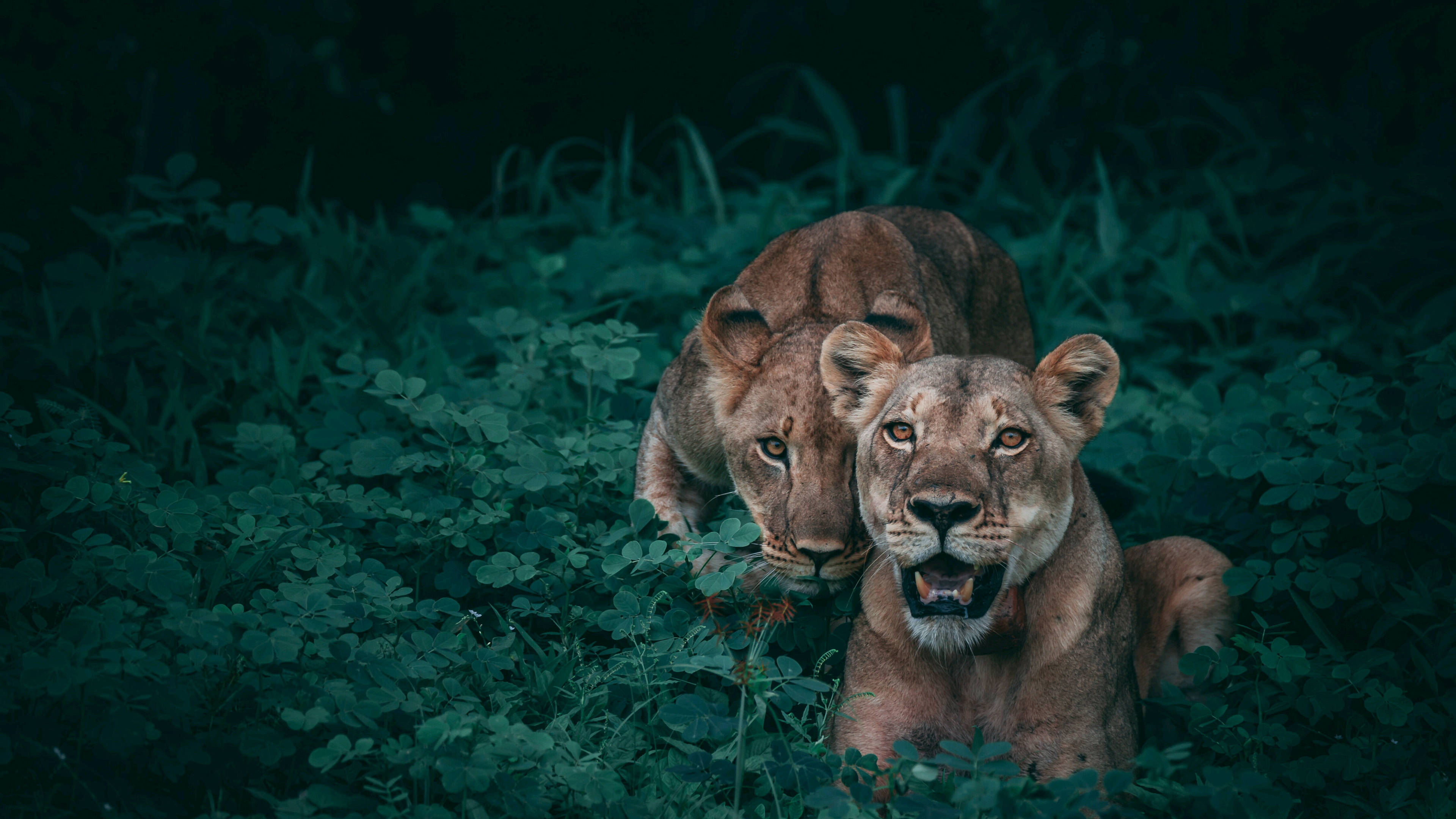 4K Ultra HD Lions, green grass, lionesses, 4K Desktop Wallpaper