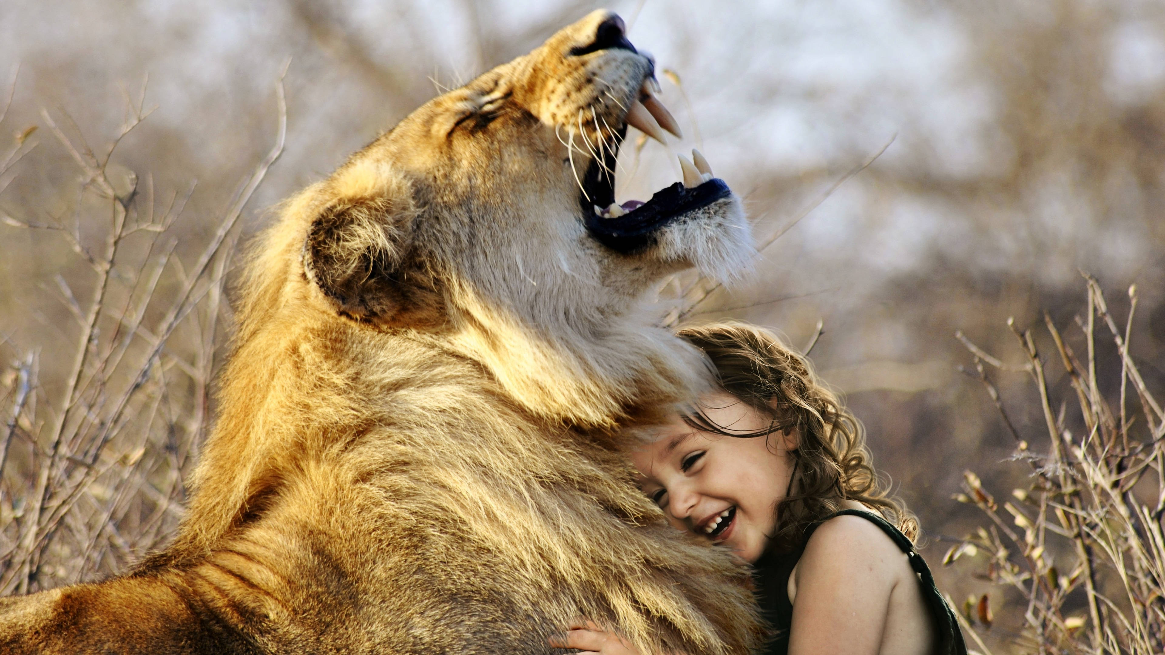 4K Ultra HD Lions, little girl, roaring lion, 4K Desktop Wallpaper