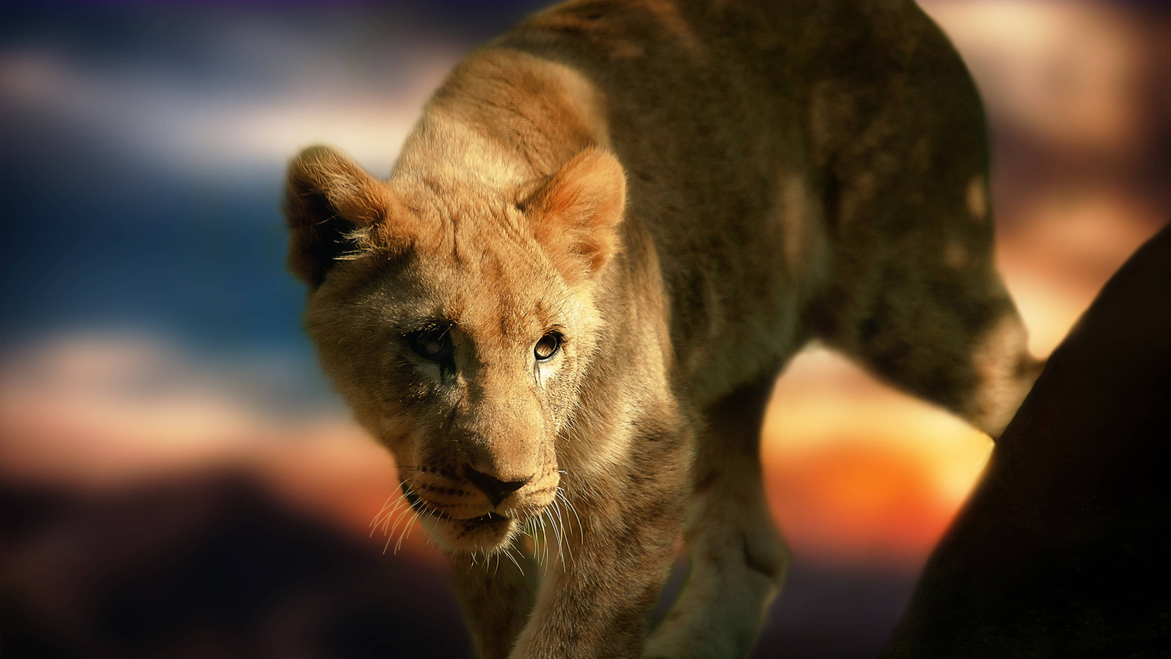 4K Ultra HD Lions, lions walking, asiatic, 4K Desktop Wallpaper