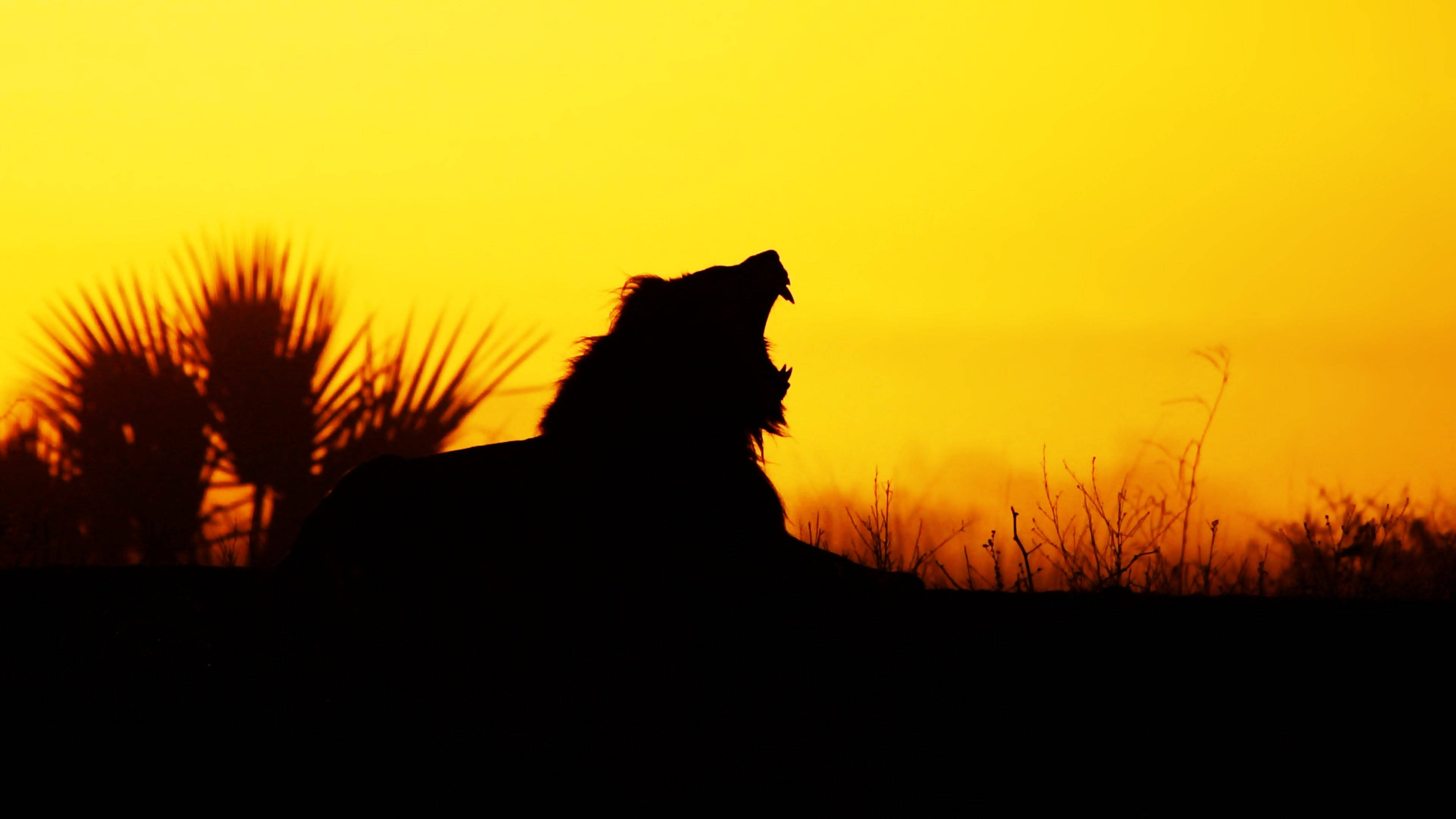 4K Ultra HD Lions, roaring silhouette, fiery golden sunset, 4K Desktop Wallpaper
