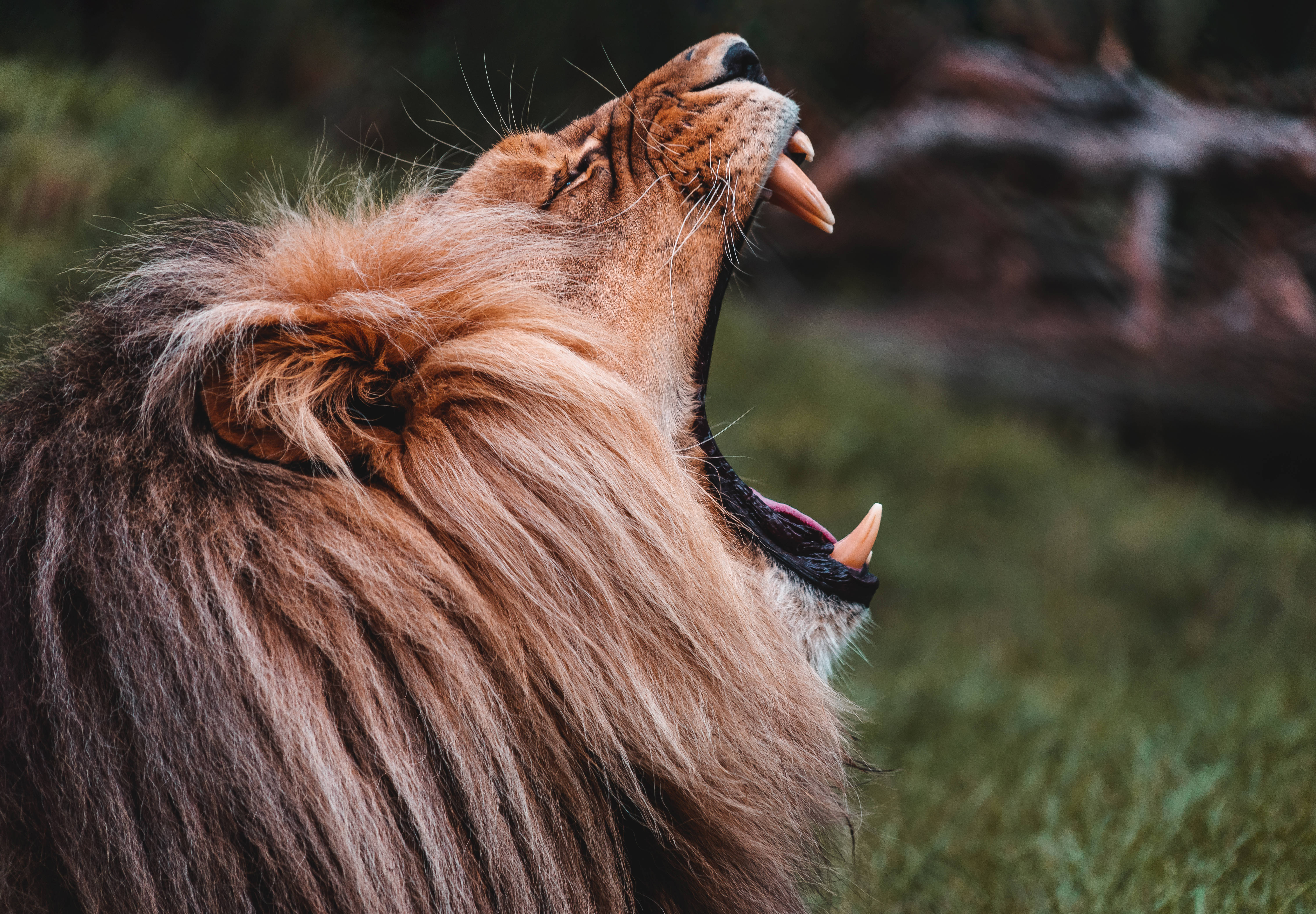 4K Ultra HD Lions, male lion, thick golden mane, 5K Desktop Wallpaper