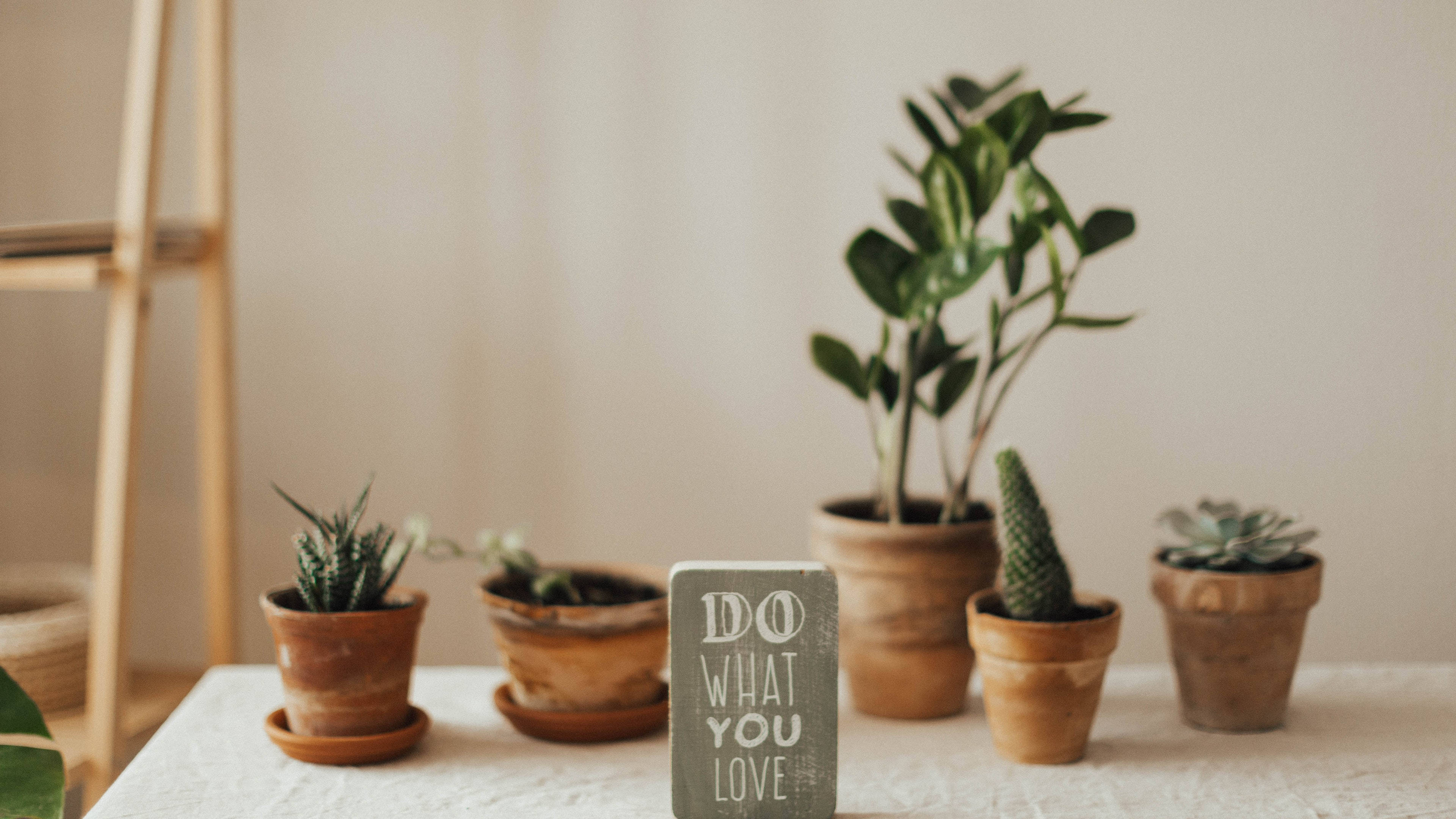cacti, terraco potted plants, motivational sign, 4K Desktop Wallpaper