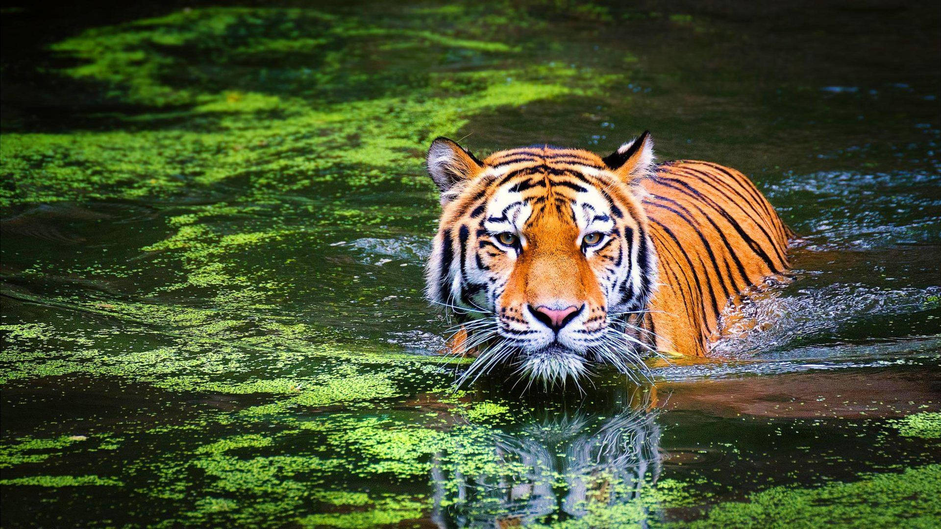 4K Ultra HD Windows, tiger, vibrant green algae water, Full HD Desktop Wallpaper