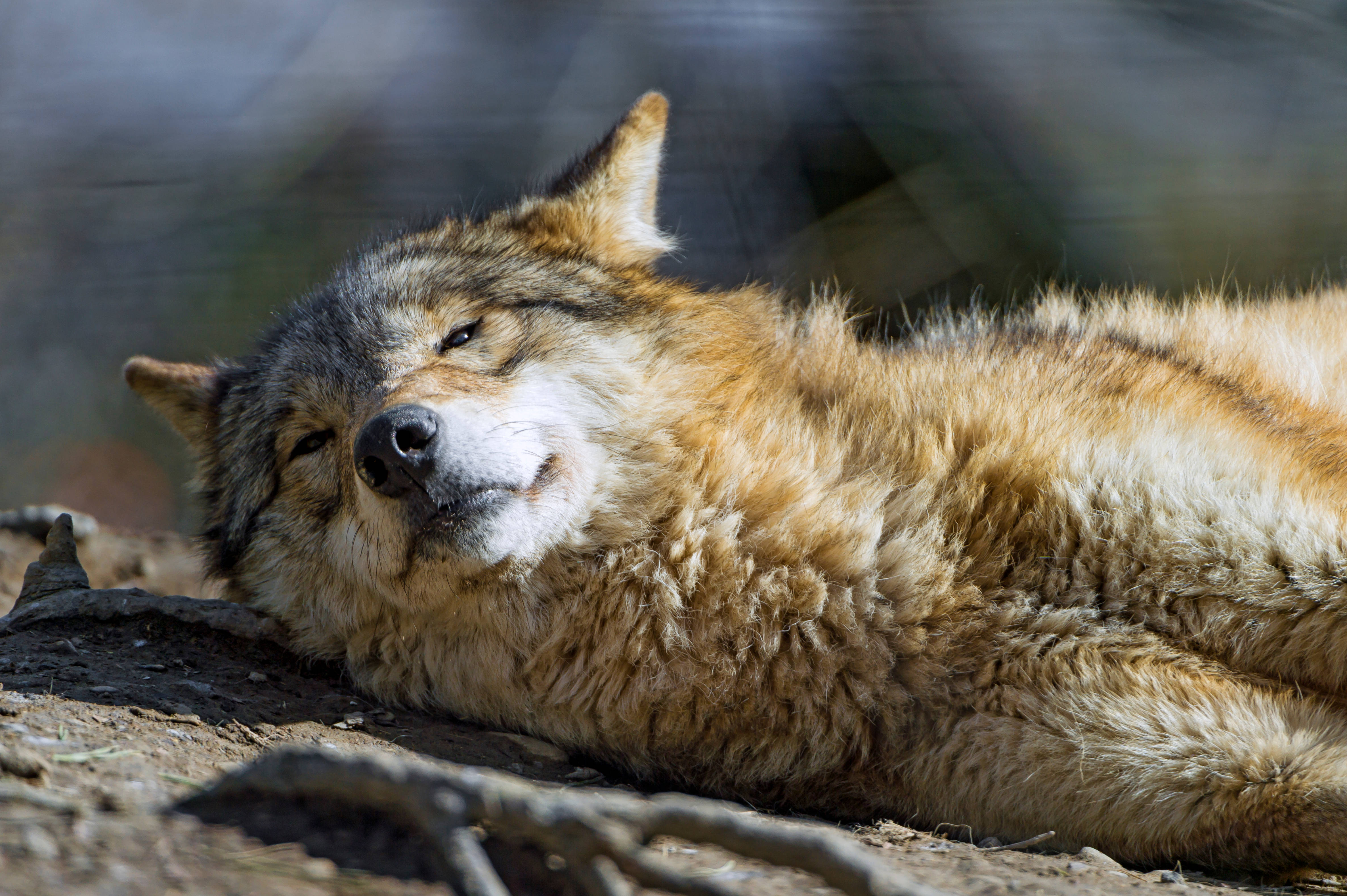 4K Ultra HD Lazy Wolf, sunlit earth, eyes half-closed, 4K Desktop Wallpaper