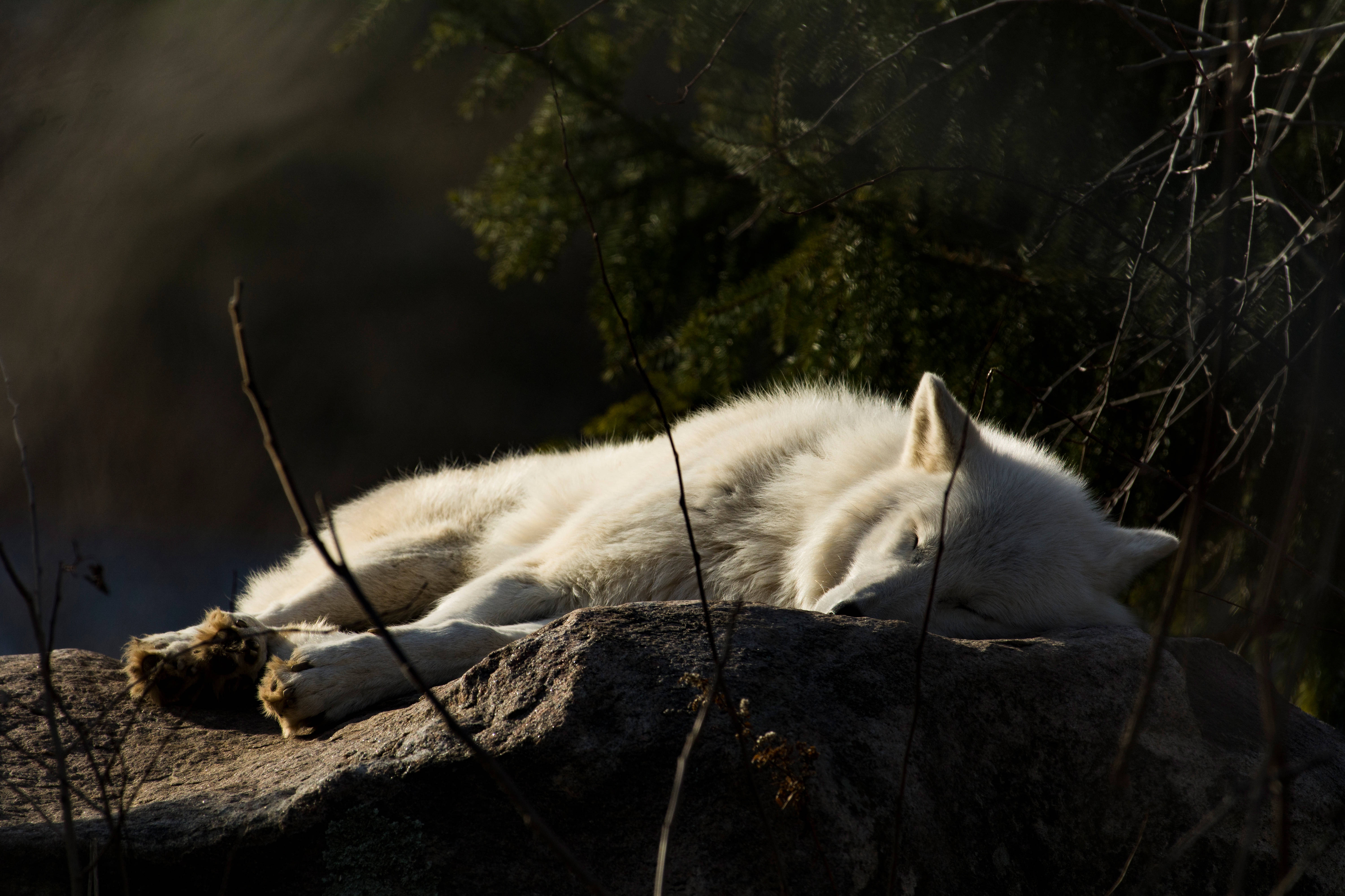 4K Ultra HD Wolf, white wolf, sunlit rock, 5K Desktop Wallpaper