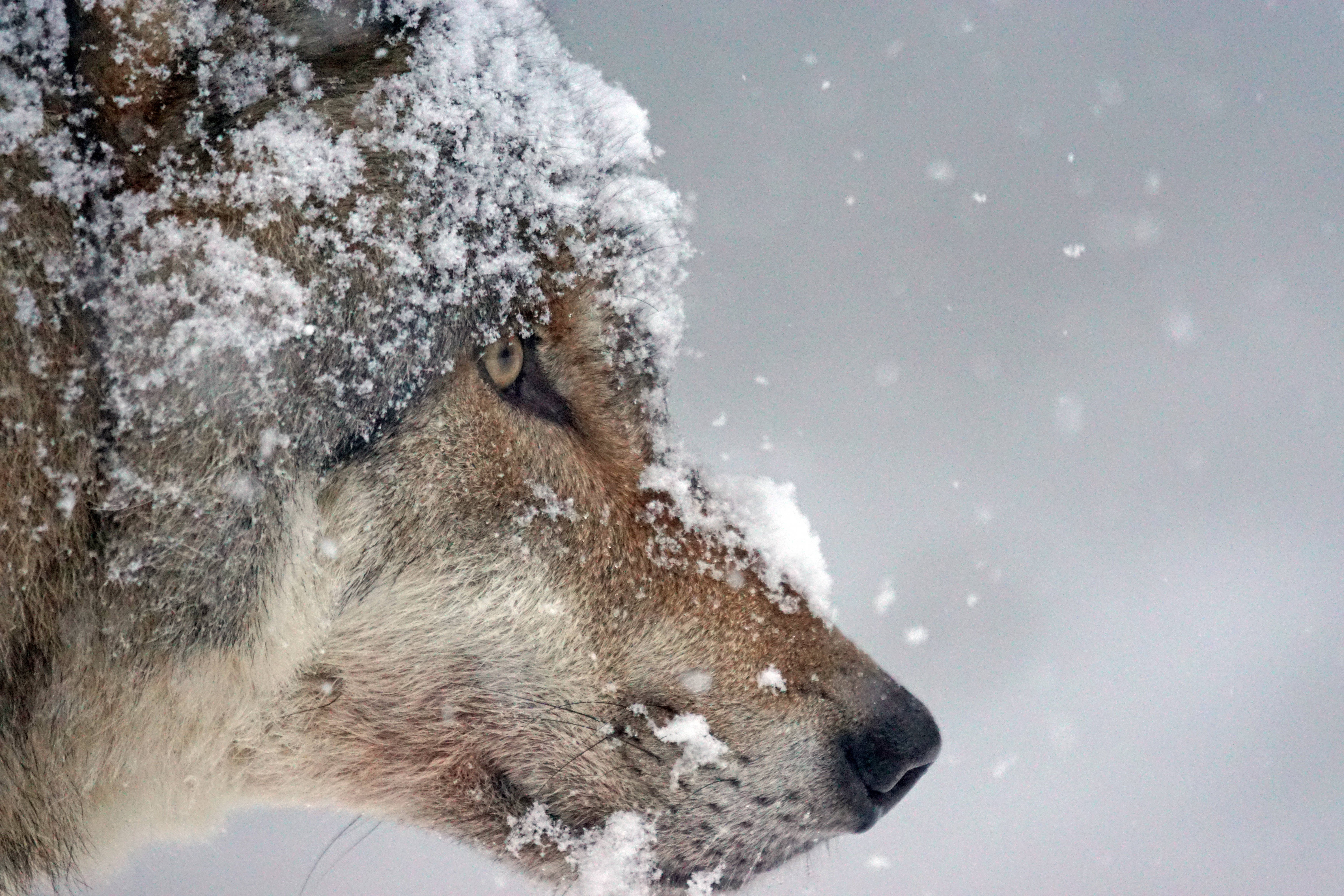 4K Ultra HD Wolf, snowflakes, snowy backdrop, 5K Desktop Wallpaper