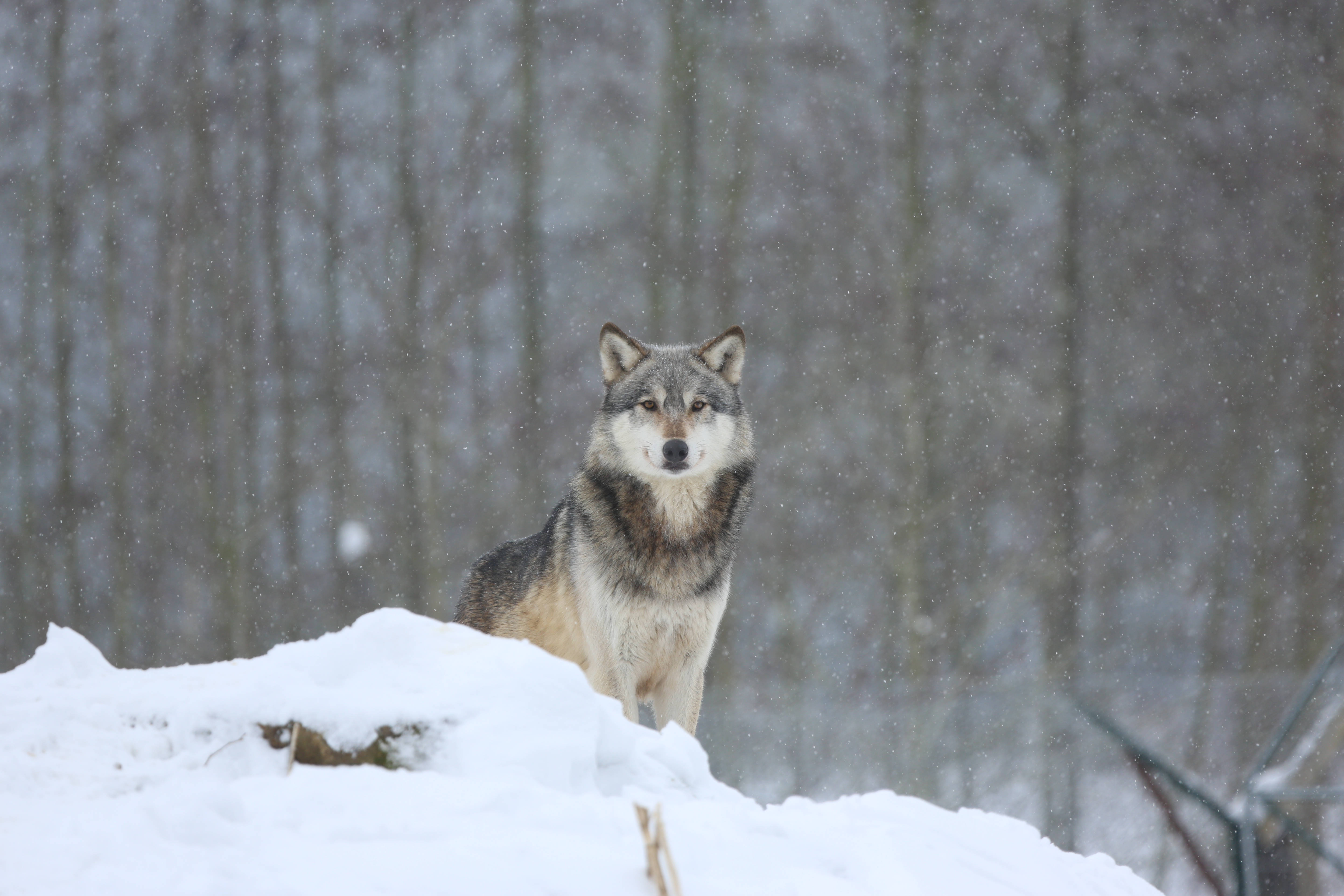 4K Ultra HD, wolf, snowdrift, 5K Desktop Wallpaper