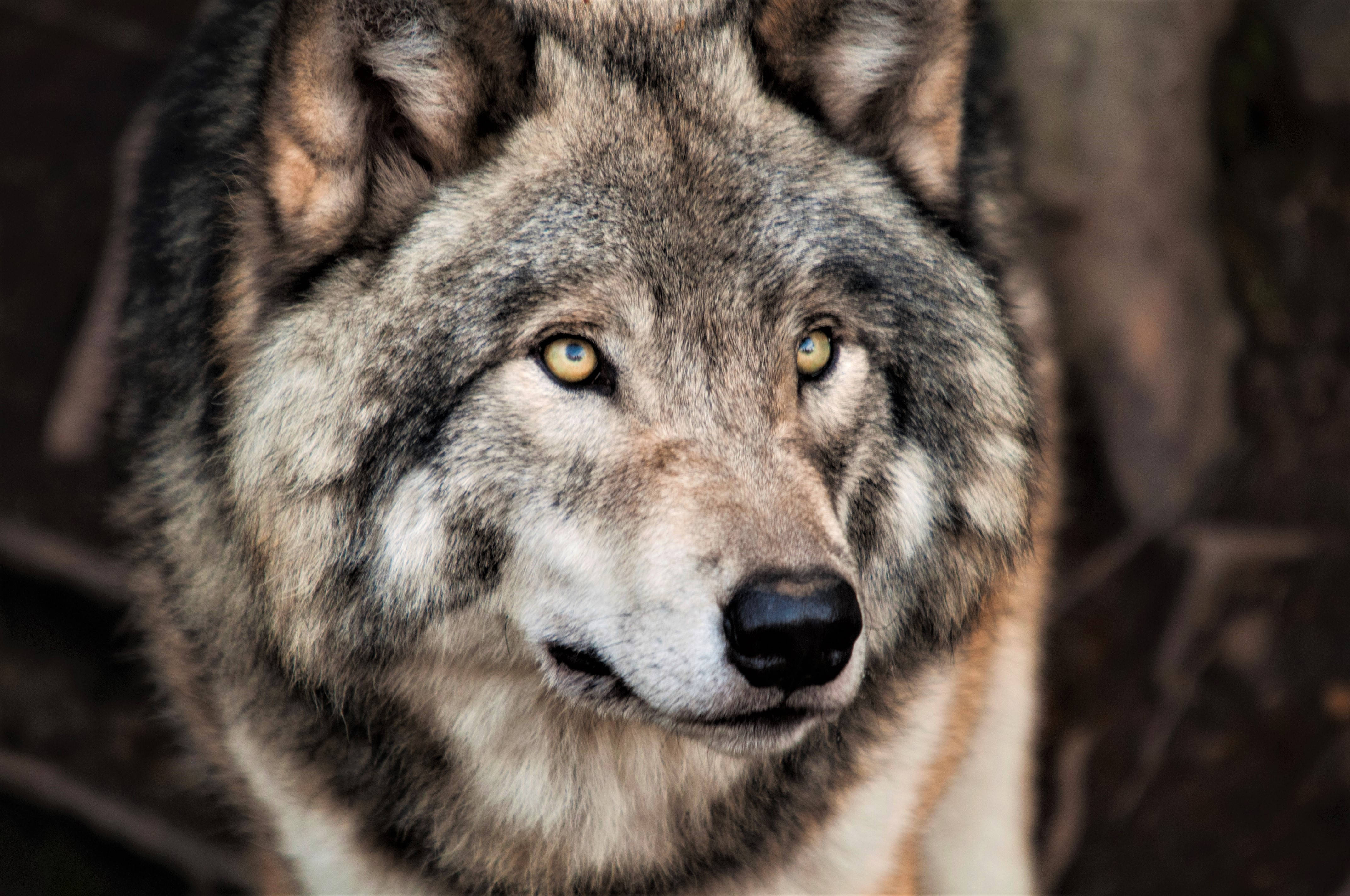 4K Ultra HD, big wolf, gray wolf, 4K Desktop Wallpaper