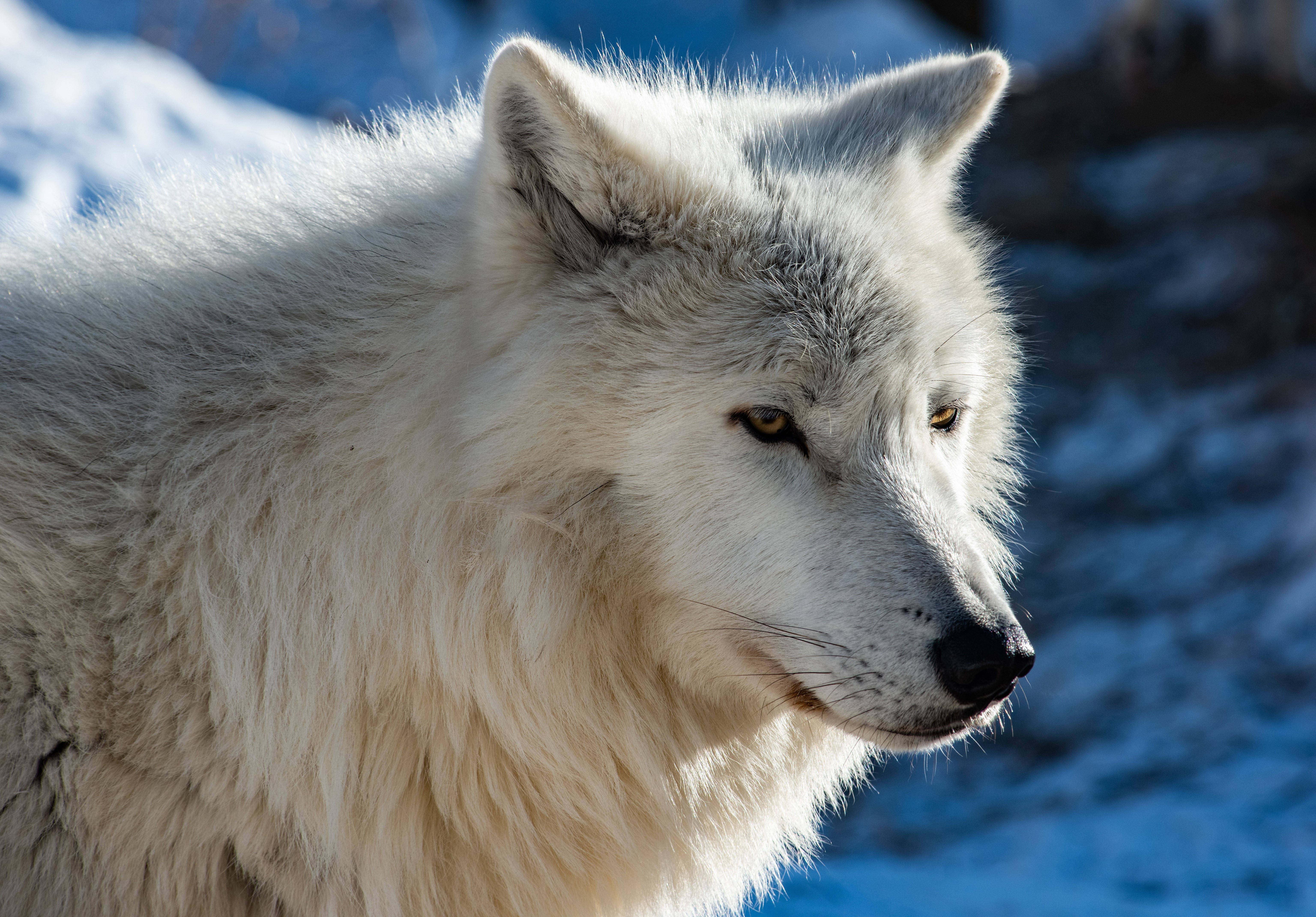 4K Ultra HD Furry Wolf, white wolf, piercing amber eyes, 5K Desktop Wallpaper