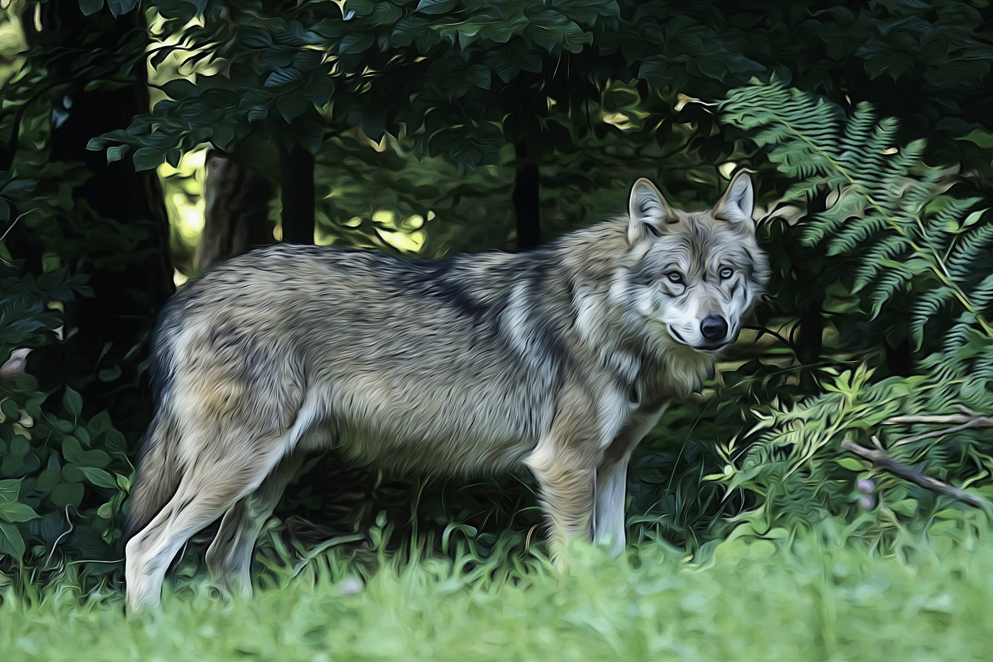 4K Ultra HD Wolf, gray wolf, sunlit forest clearing, 4K Desktop Wallpaper