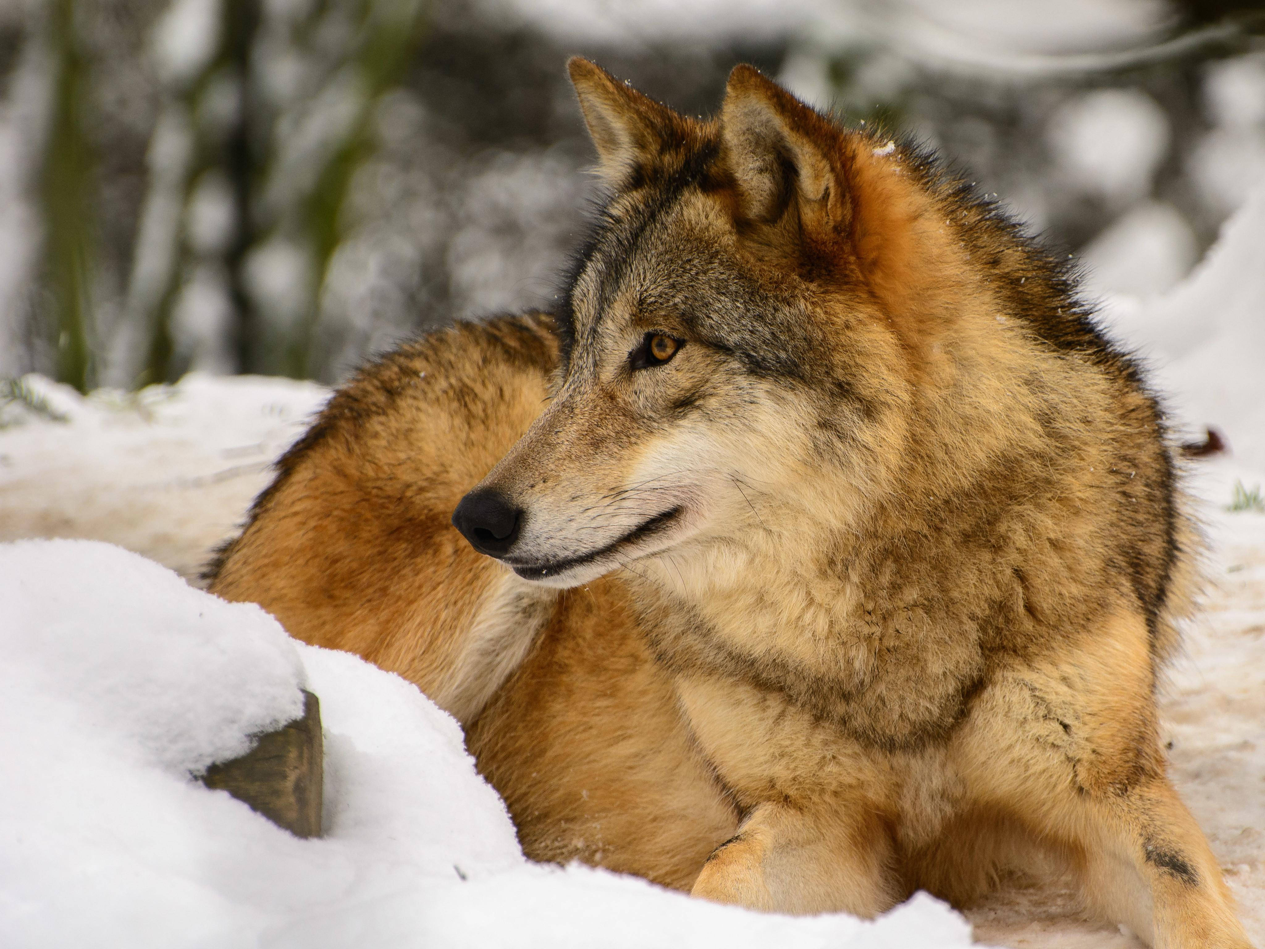 4K Ultra HD, golden brown wolf, deep snow, 4K Desktop Wallpaper