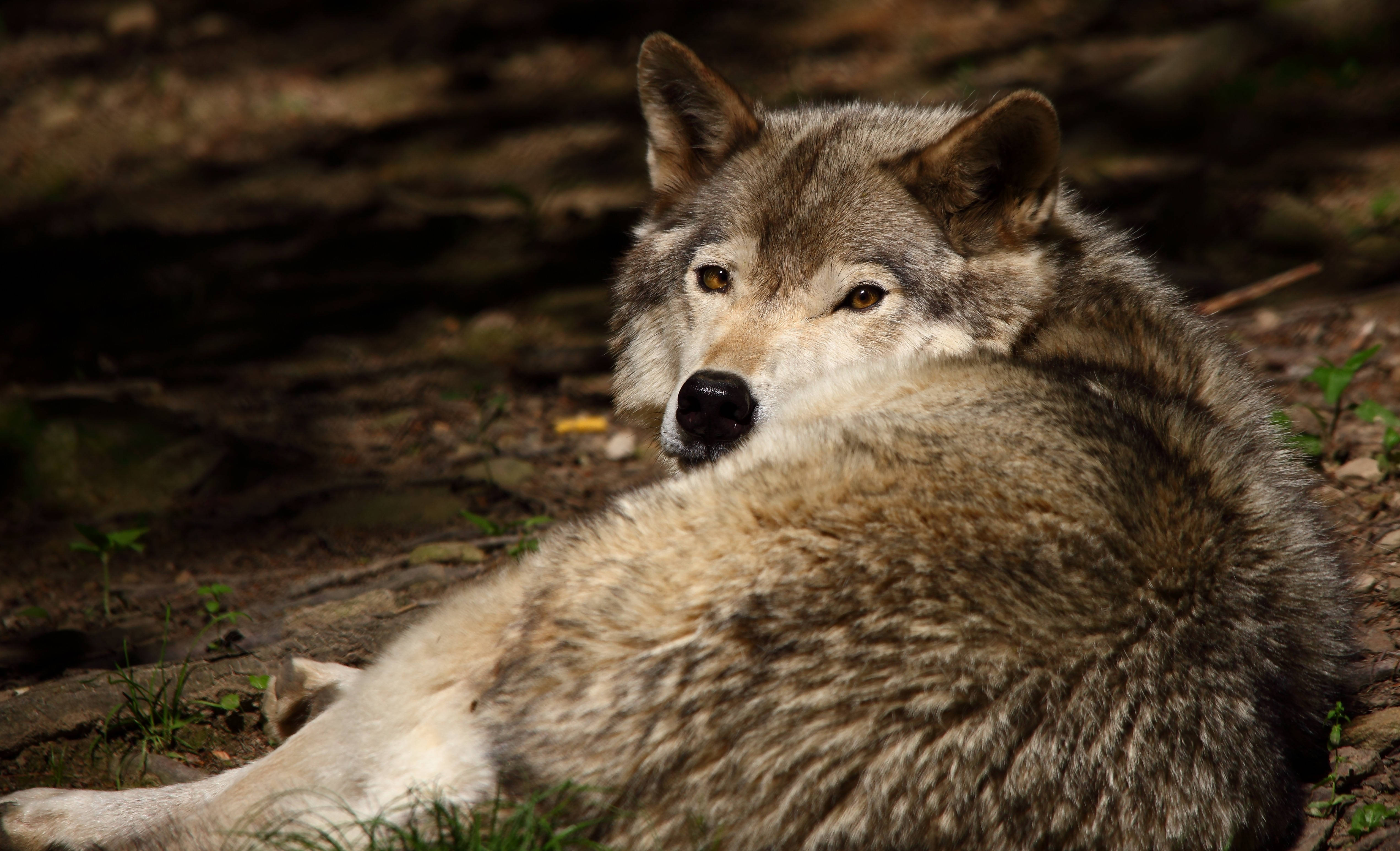 4K Ultra HD Barn Wolf, gray wolf, sunlit forest clearing, 4K Desktop Wallpaper