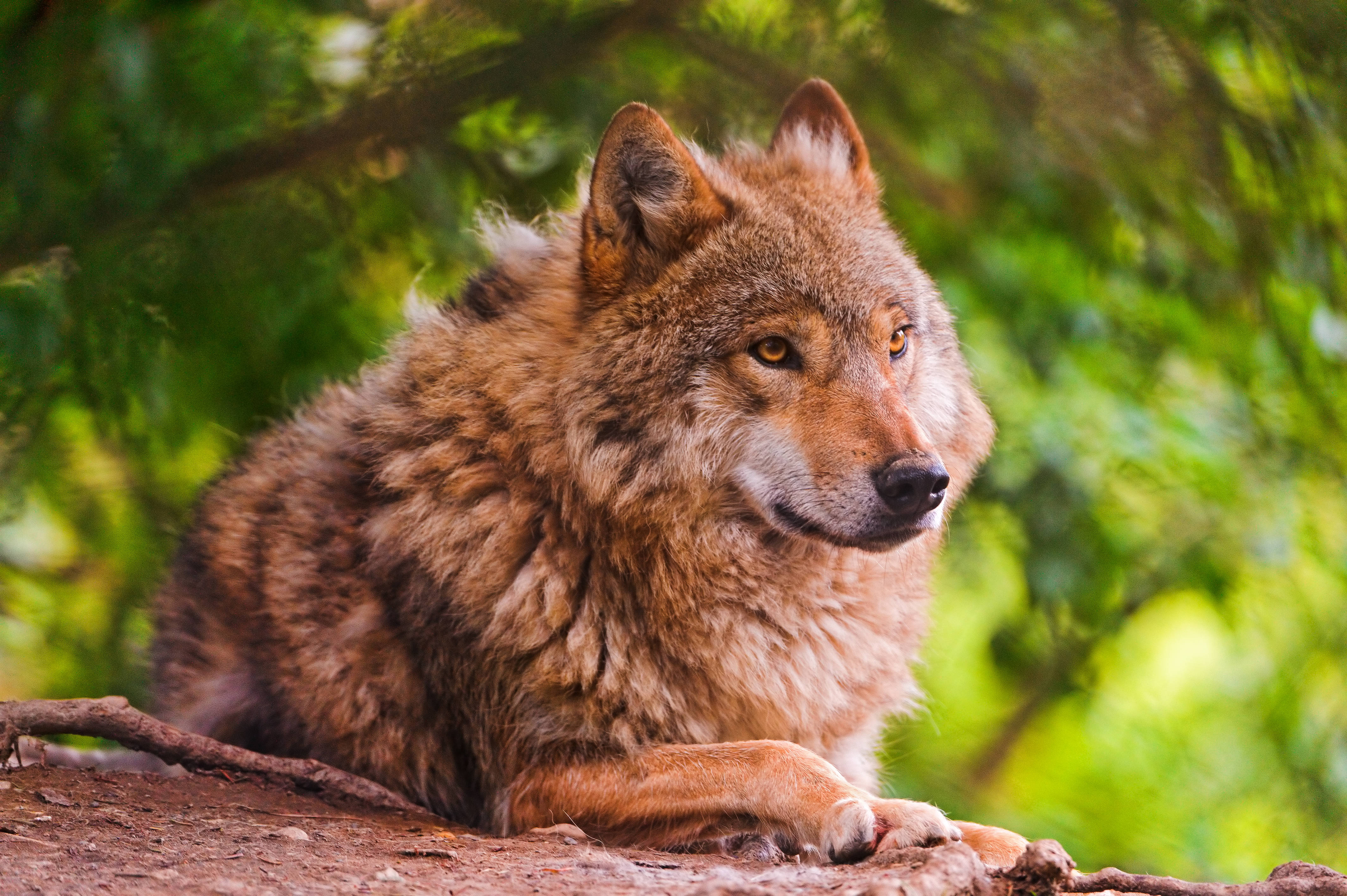 4K Ultra HD Relaxed Wolf, amber eyes, mossy log, 4K Desktop Wallpaper