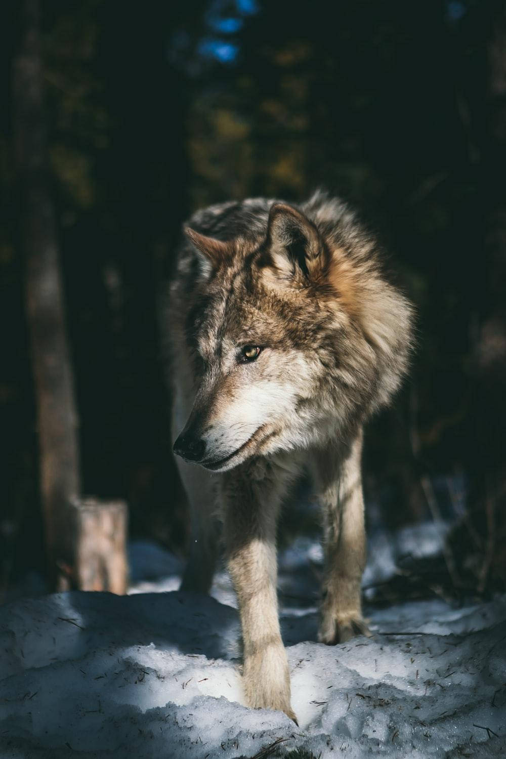 4K Ultra HD, gray fur, snowy forest, HD Phone Wallpaper