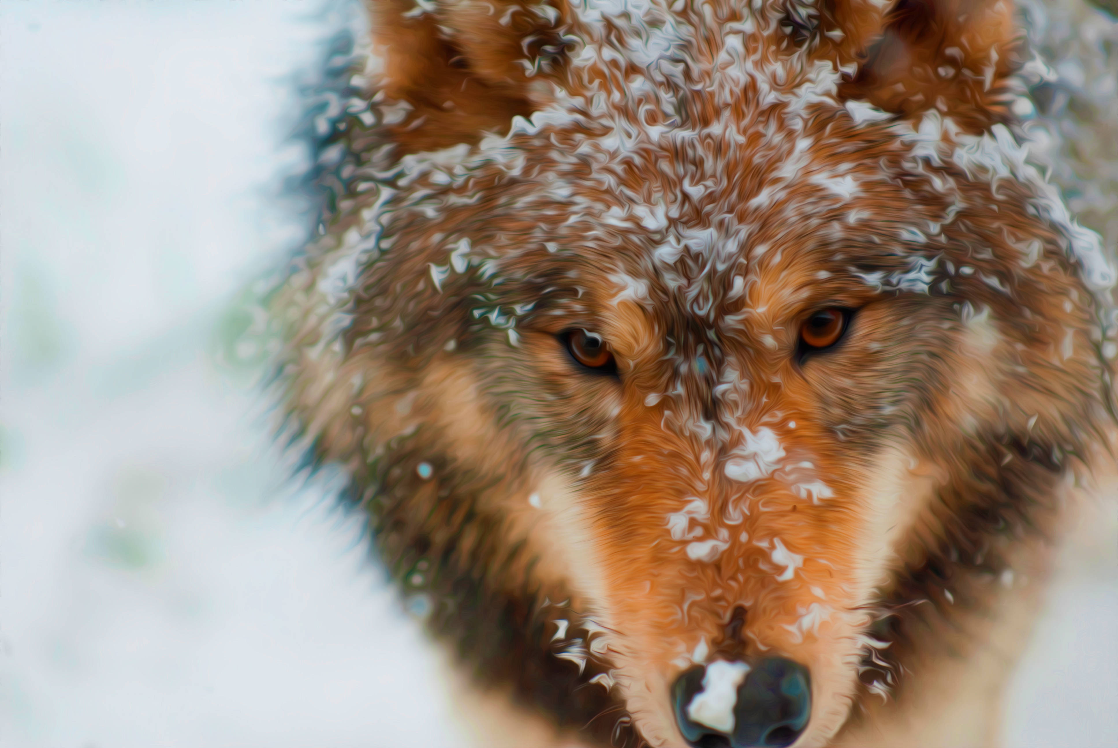 4K Ultra HD Wolf, wolf, intense gaze, 4K Desktop Wallpaper