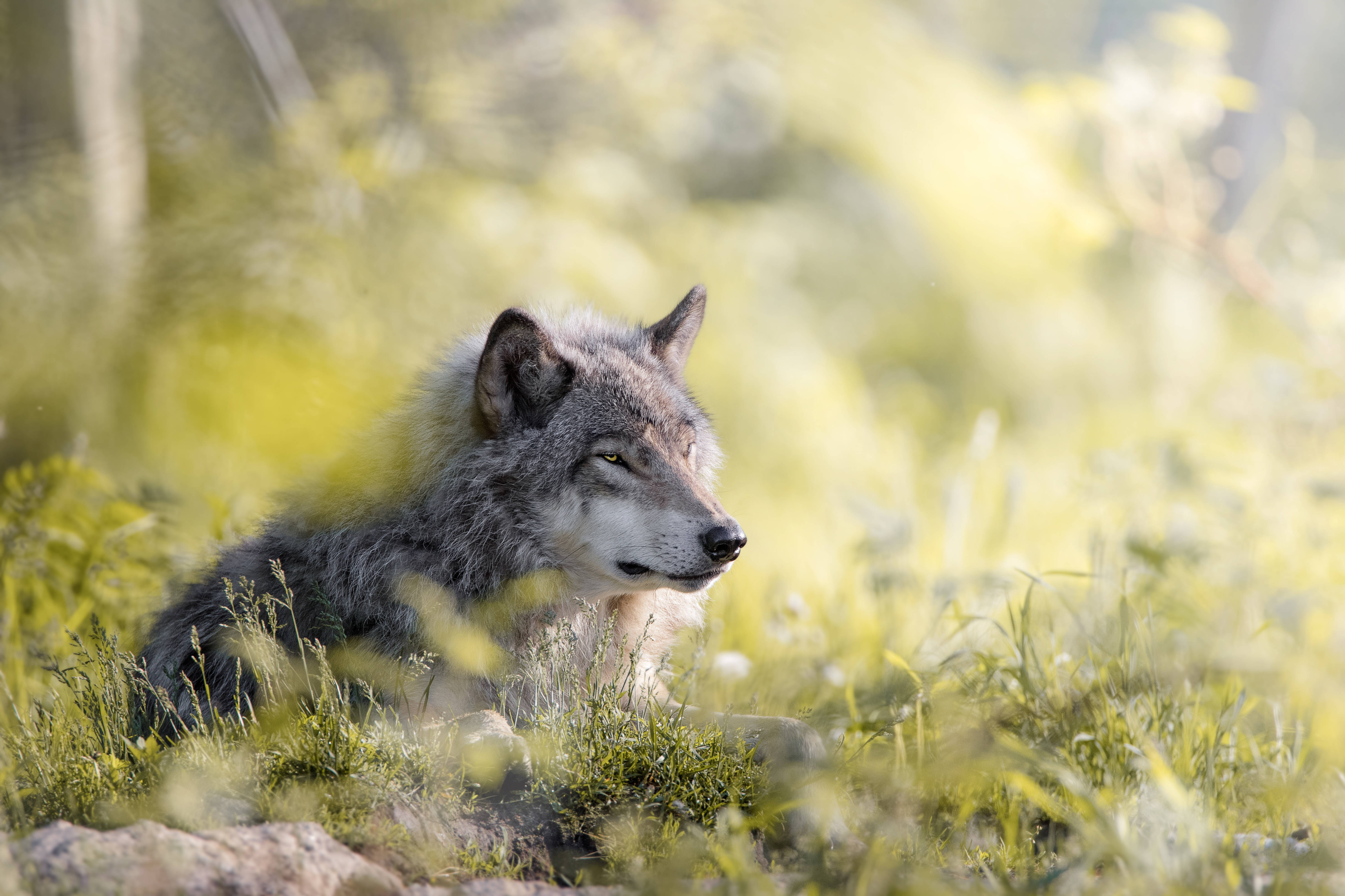 4K Ultra HD Wolf, gray wolf, sunlit grass, 5K Desktop Wallpaper