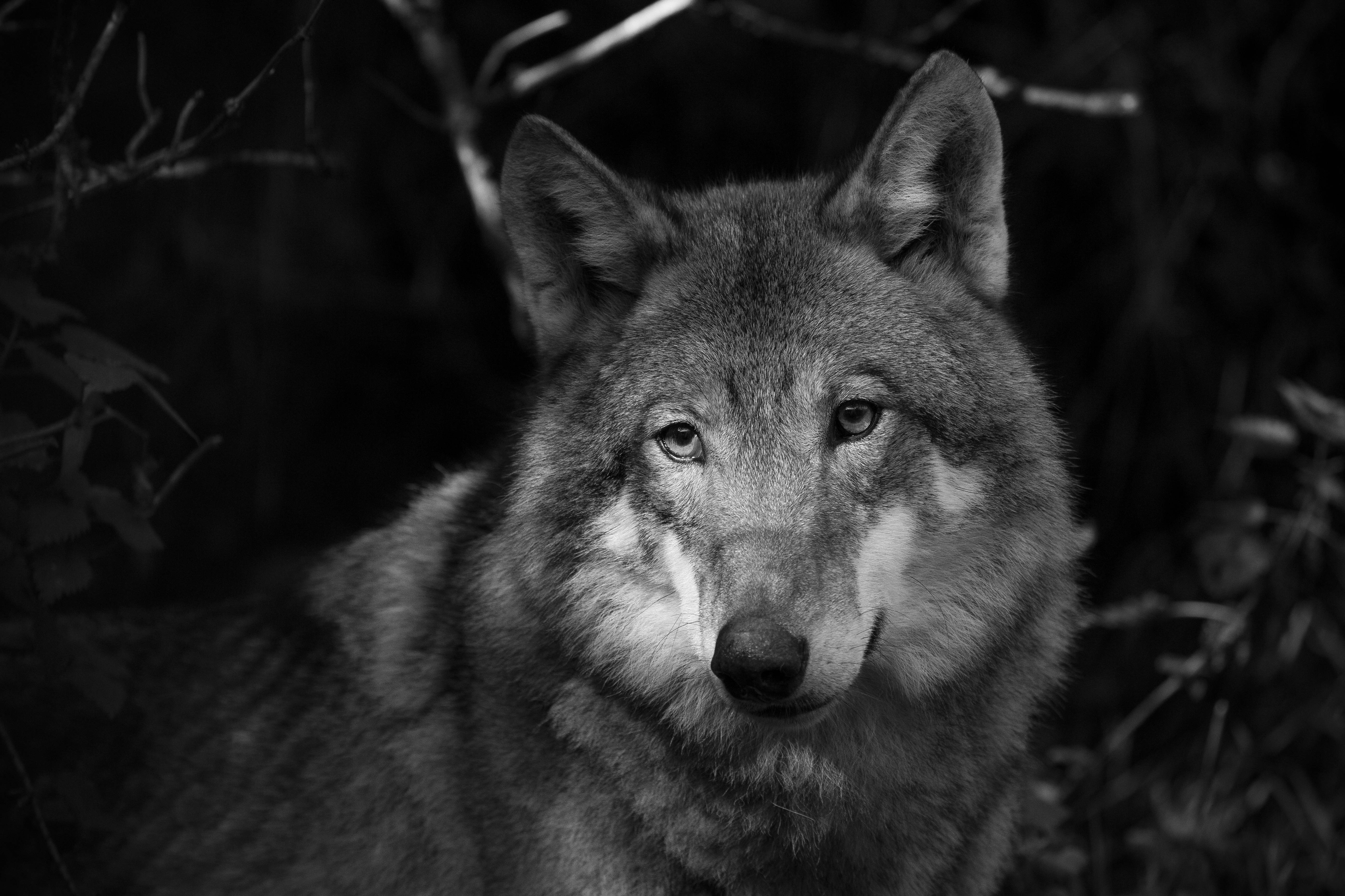 4K Ultra HD, grayscale photo, wolf, 5K Desktop Wallpaper