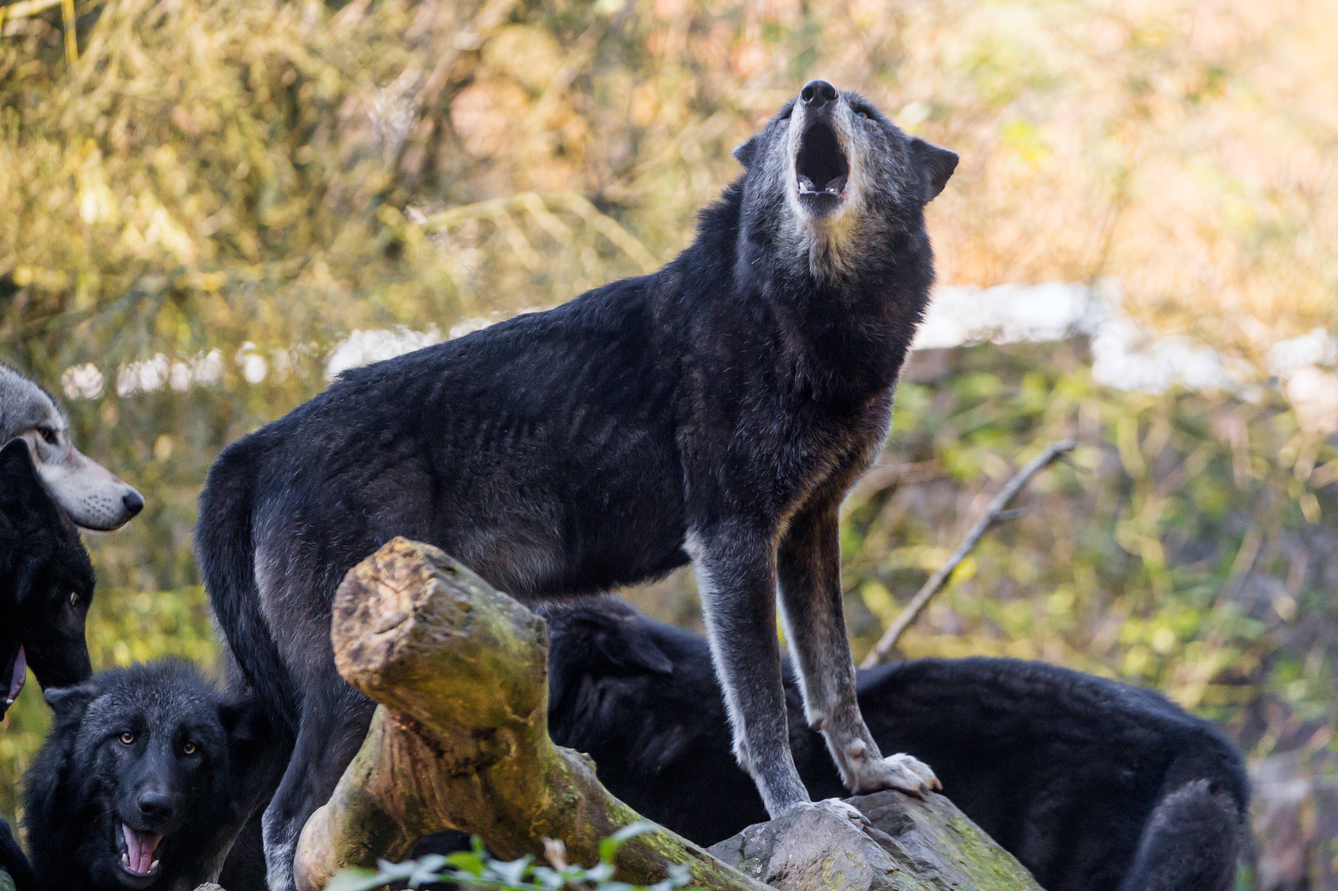 4K Ultra HD Black Wolf, black wolf, mossy log, 4K Desktop Wallpaper