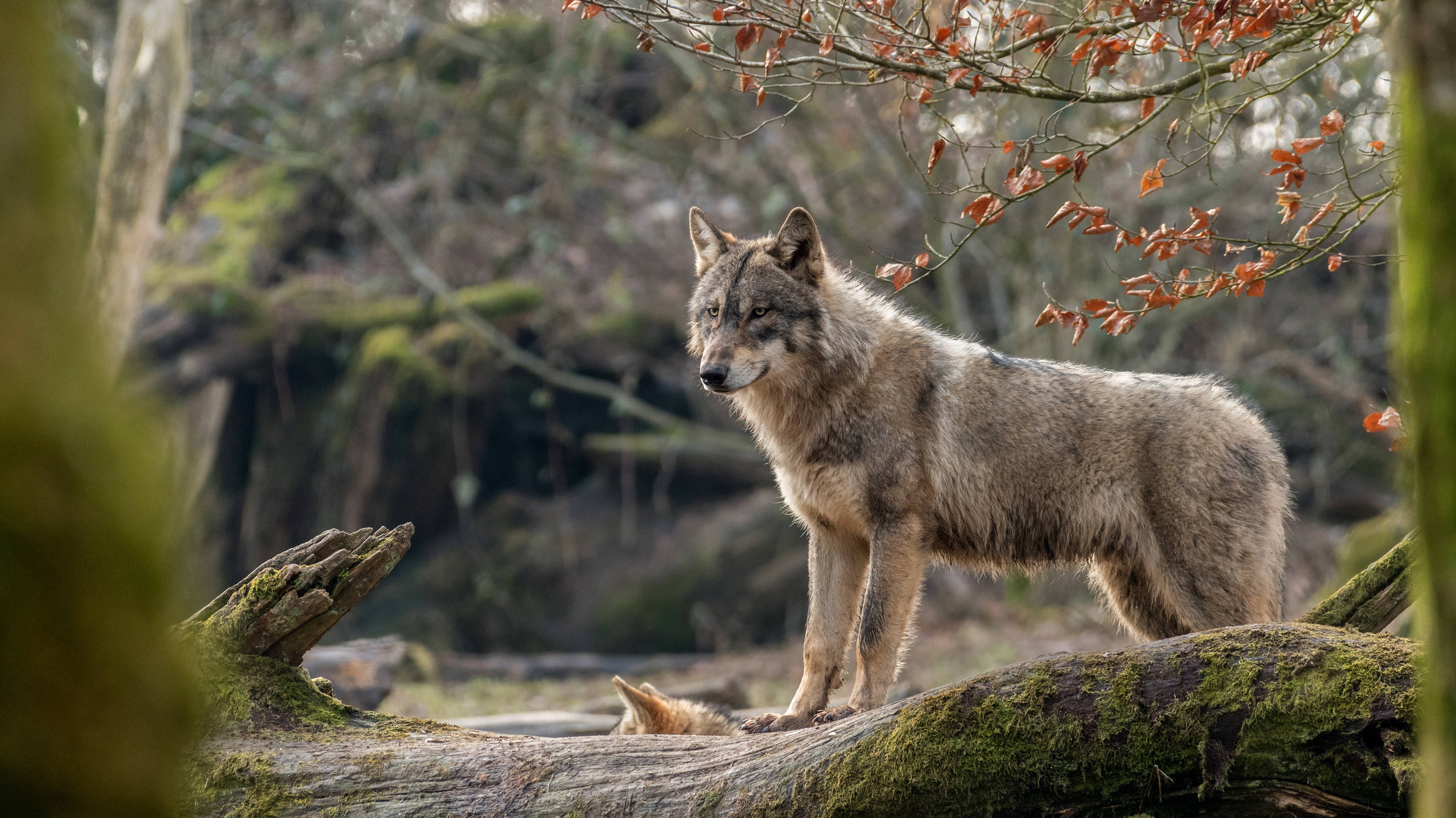 4K Ultra HD, beautiful wolf, mossy log, 4K Desktop Wallpaper