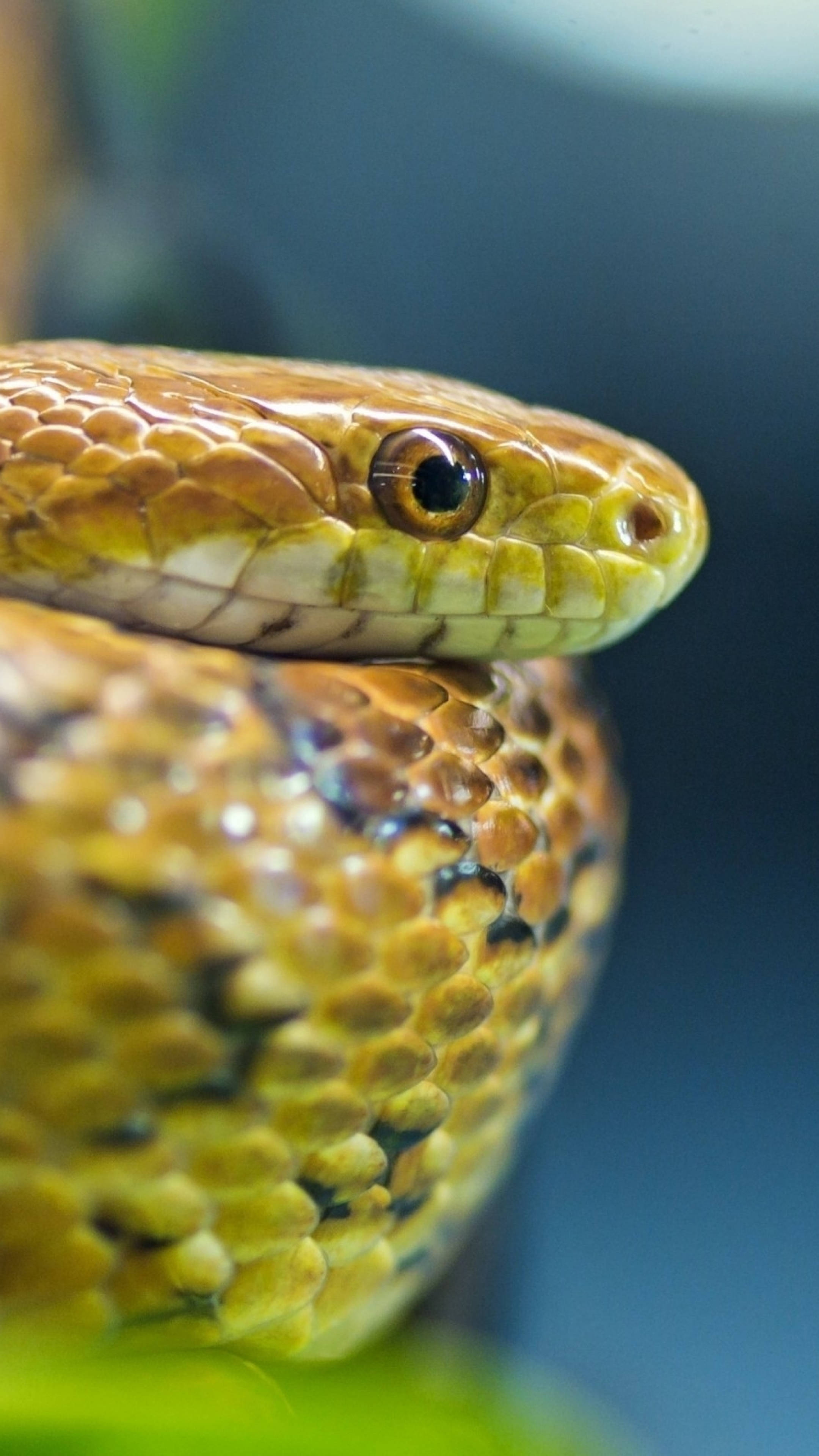 green snake, close-up, 4K Ultra iPhone, 4K Phone Wallpaper