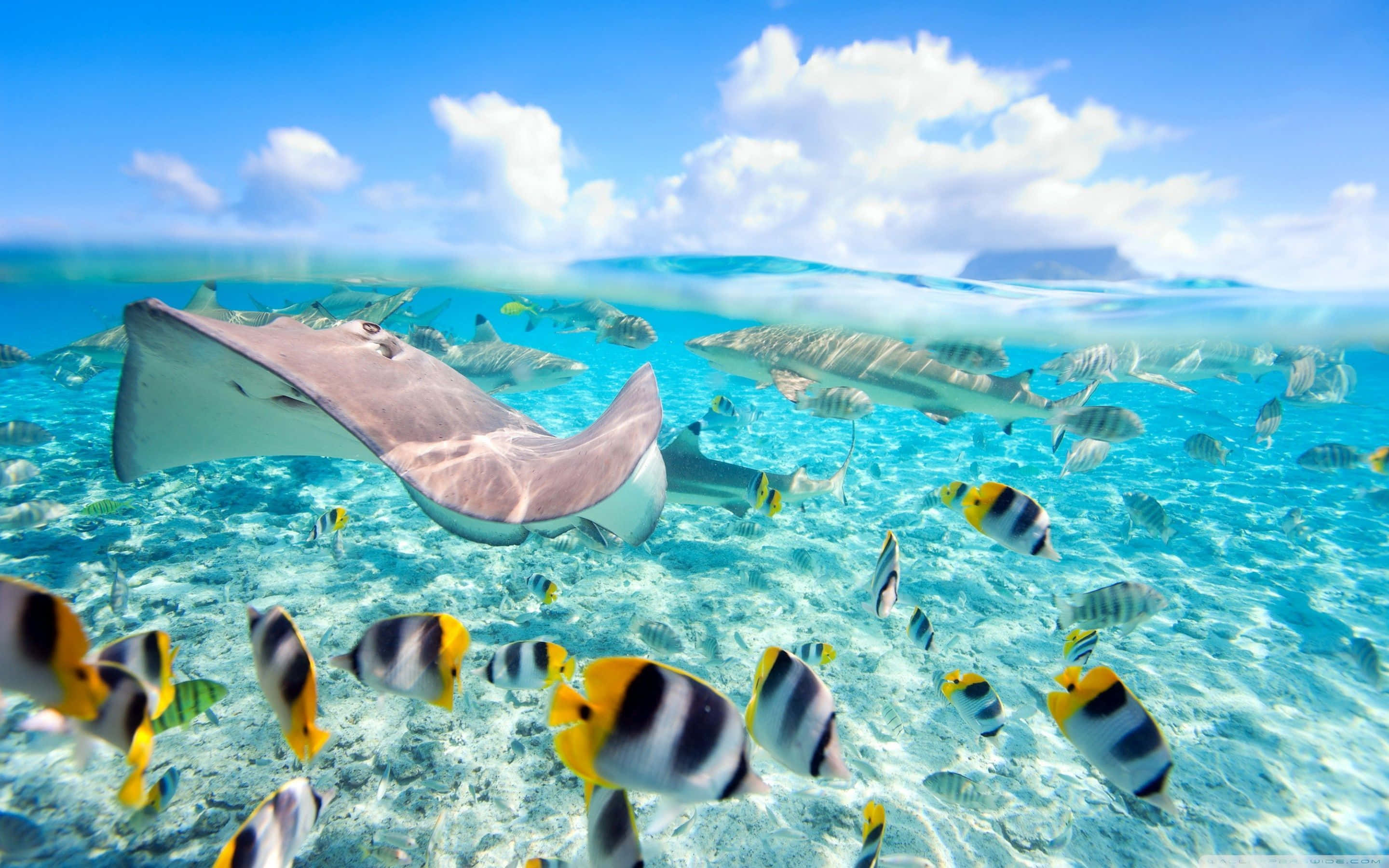 stingray, tropical fish, sandy ocean floor, 2K Desktop Wallpaper