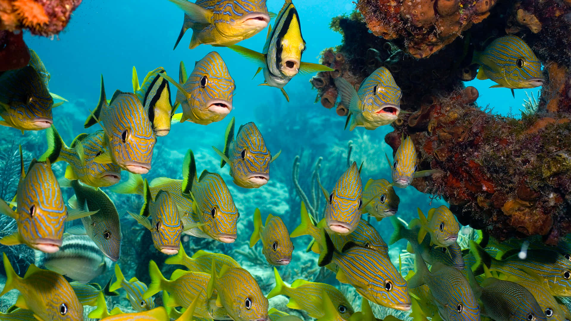 3D fish, yellow and black striped fish, colorful coral formations, Full HD Desktop Wallpaper