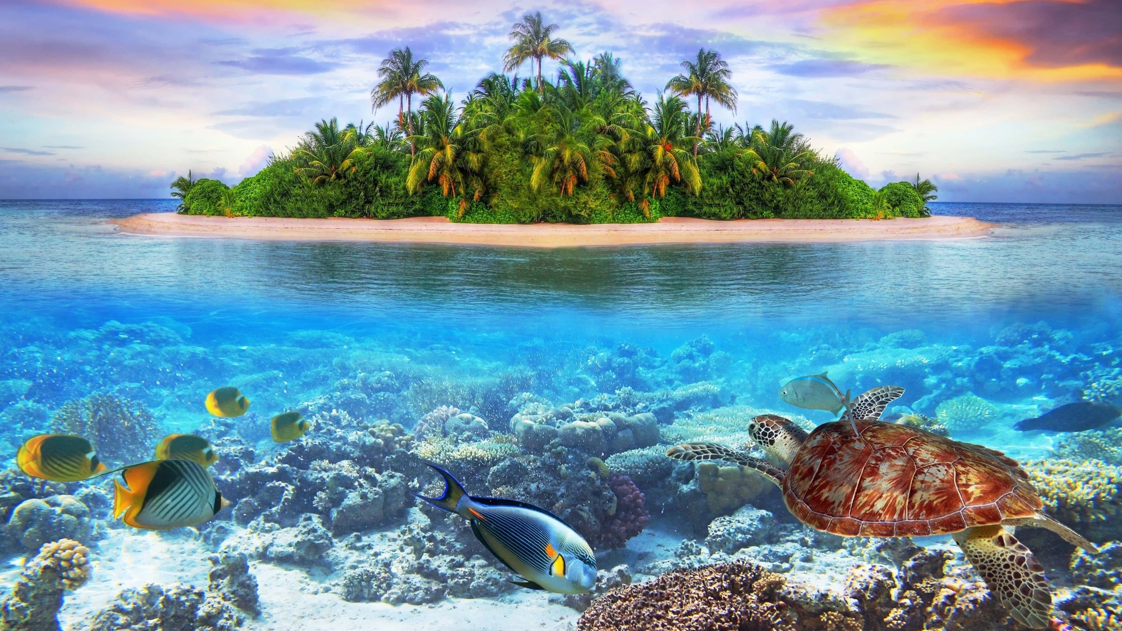 tropical island, palm trees, colorful fish, 4K Desktop Wallpaper