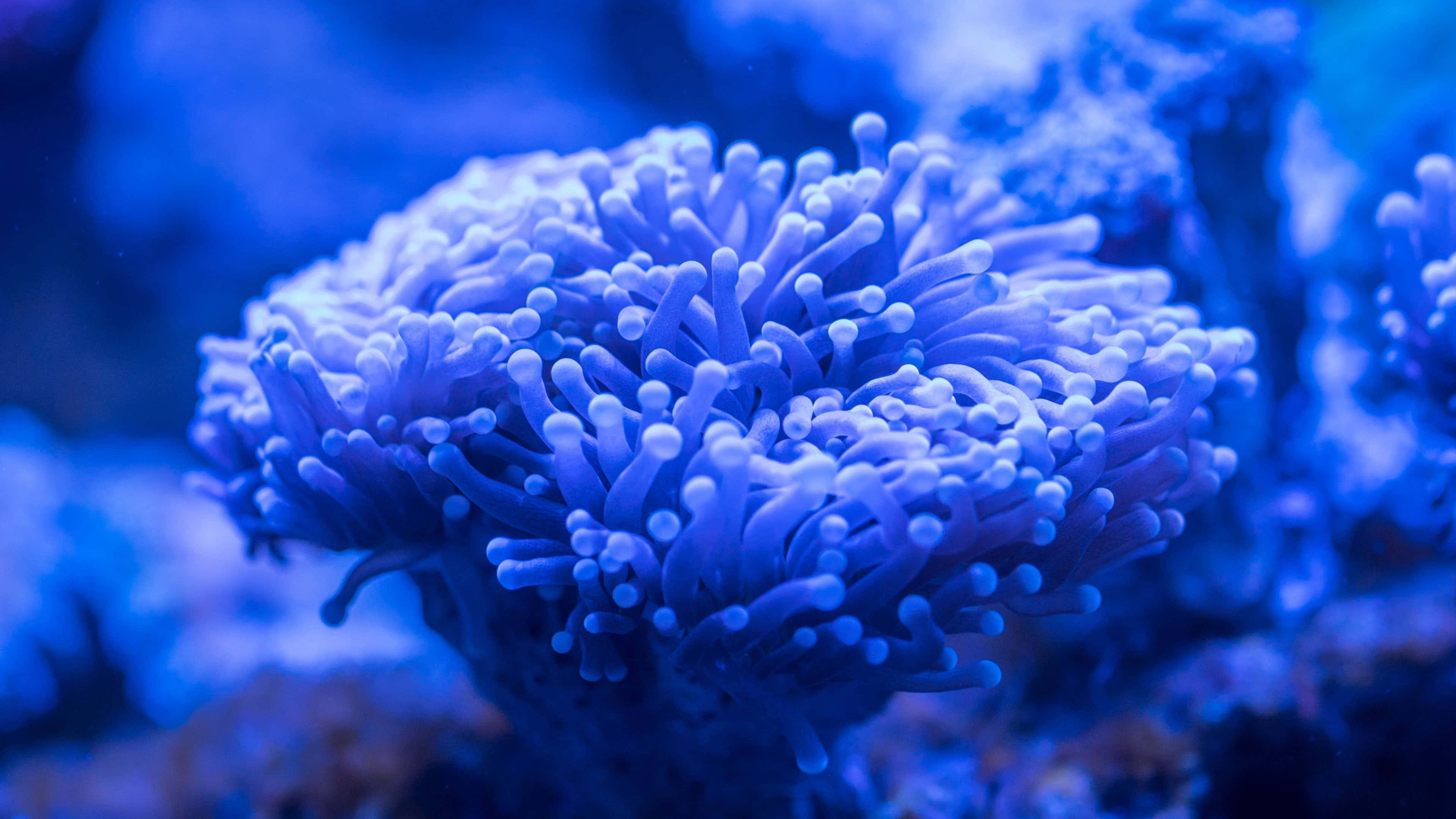 blue sea anemone, delicate tentacles, glowing, 4K Desktop Wallpaper
