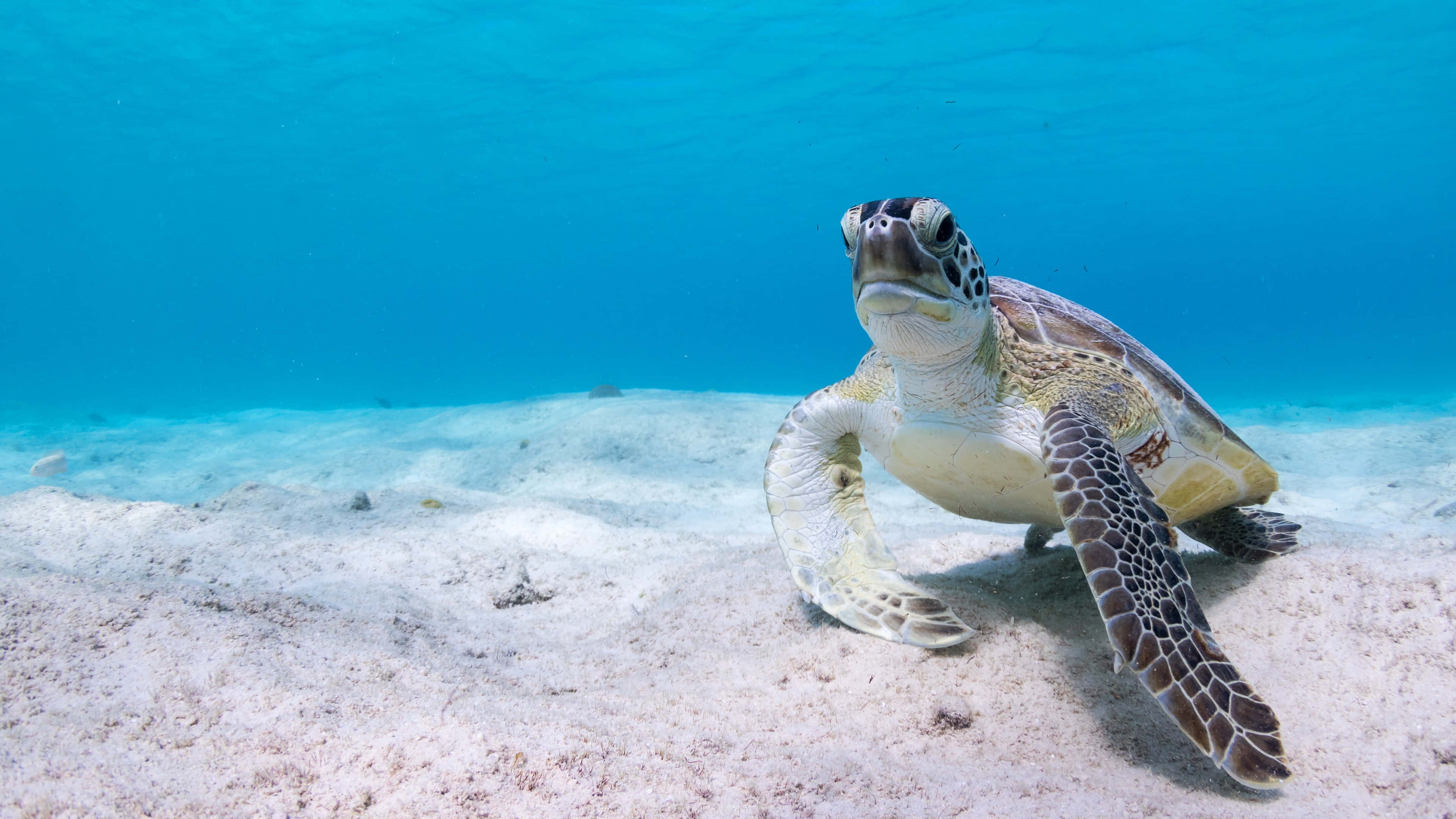 green sea turtle, sandy ocean floor, clear turquoise water, 4K Desktop Wallpaper