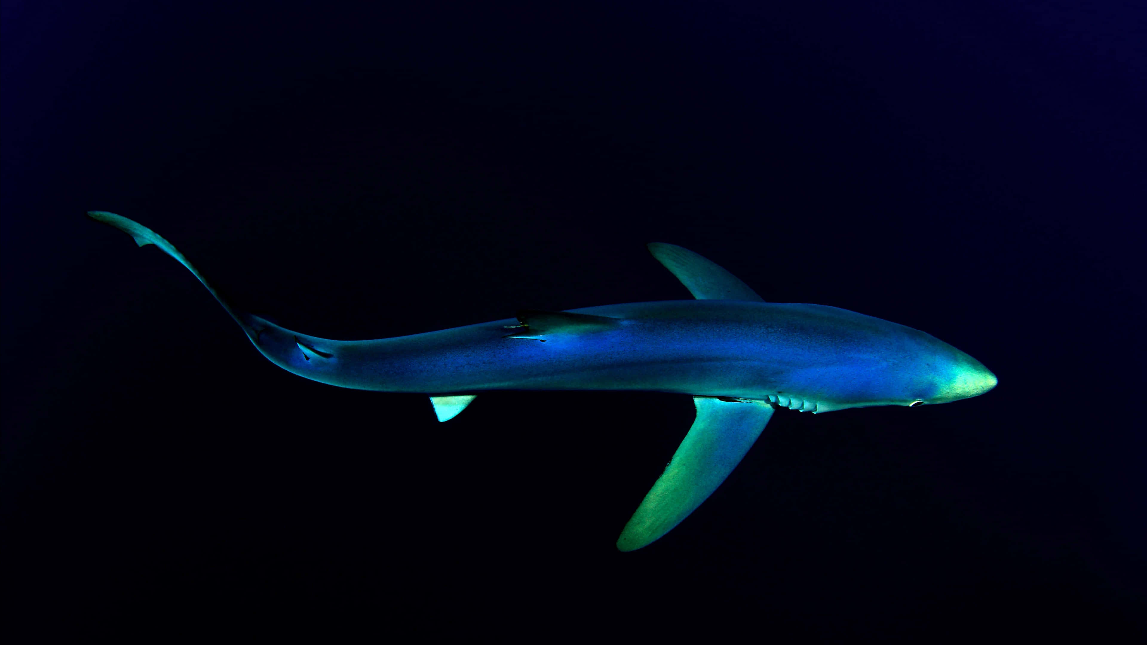 blue shark, deep ocean darkness, bioluminescent green highlights, 4K Desktop Wallpaper