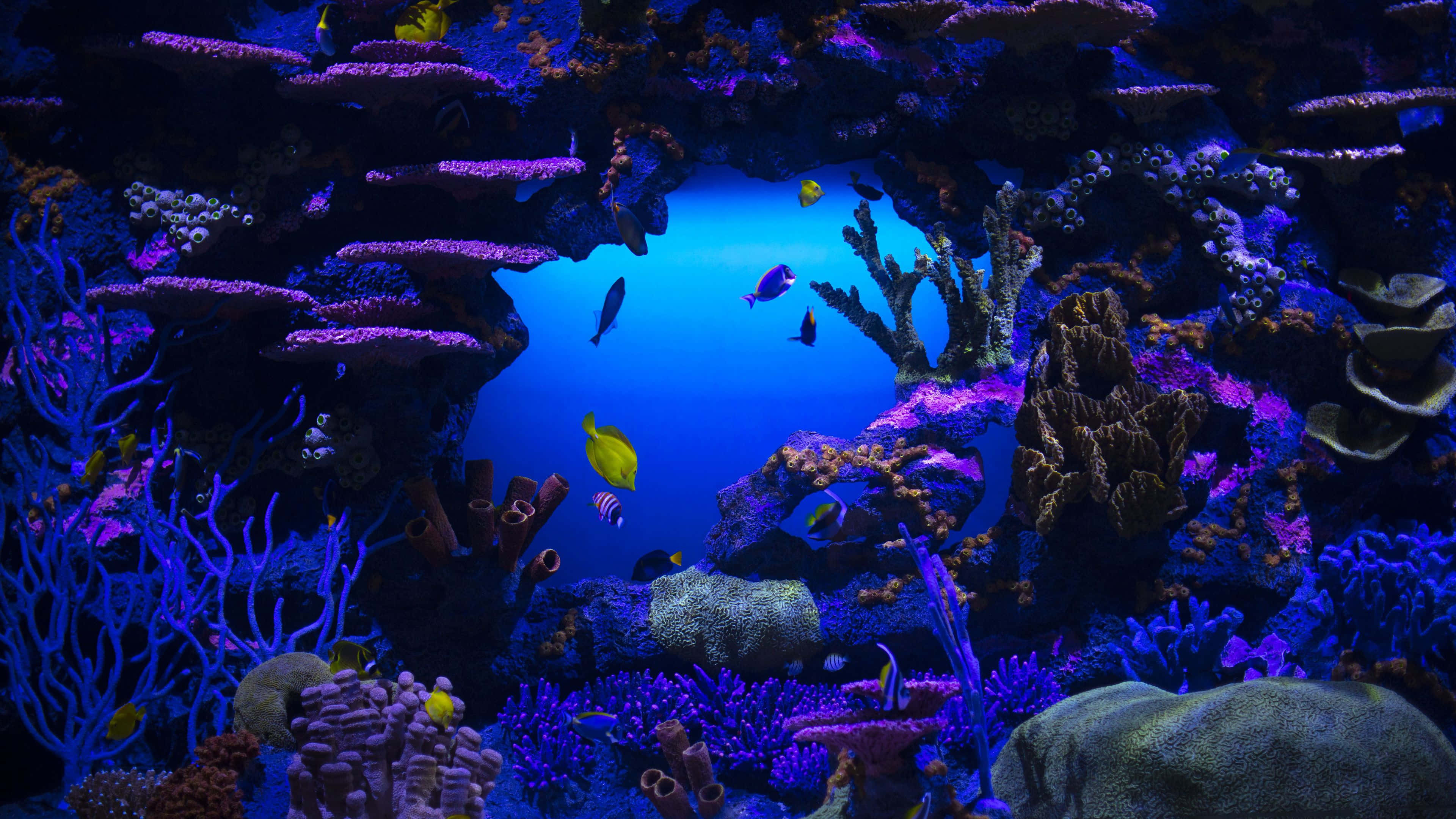 4K Resolution, vibrant purple and blue coral reef, colorful fish, 4K Desktop Wallpaper
