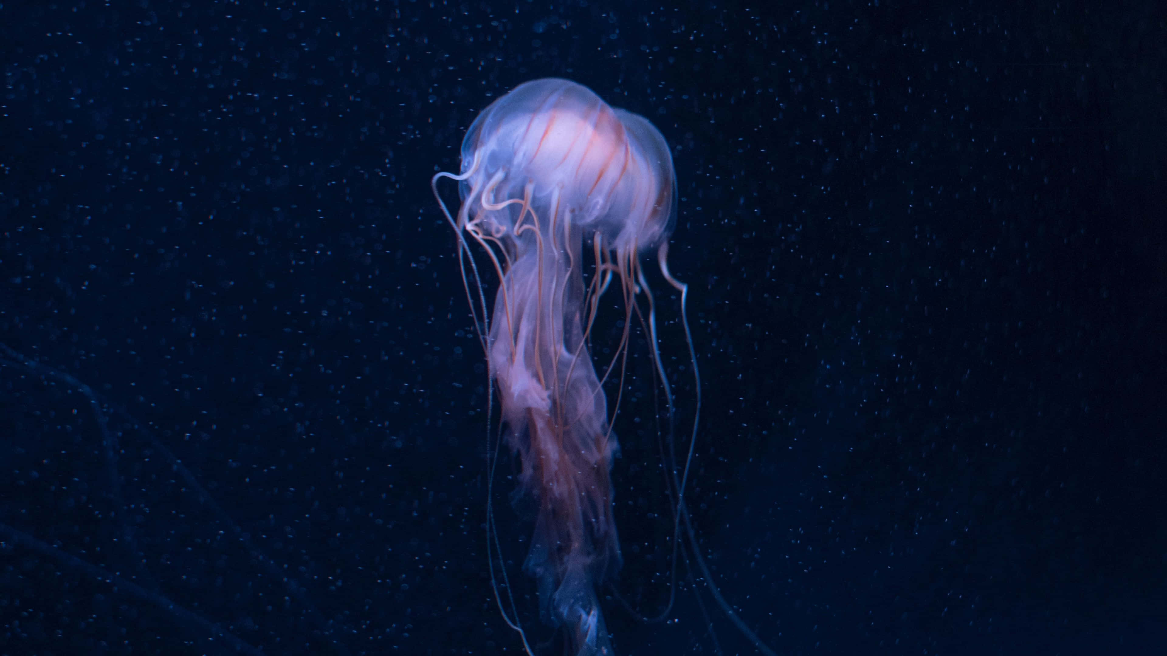 translucent jellyfish, glowing pink tentacles, dark ocean water, 4K Desktop Wallpaper