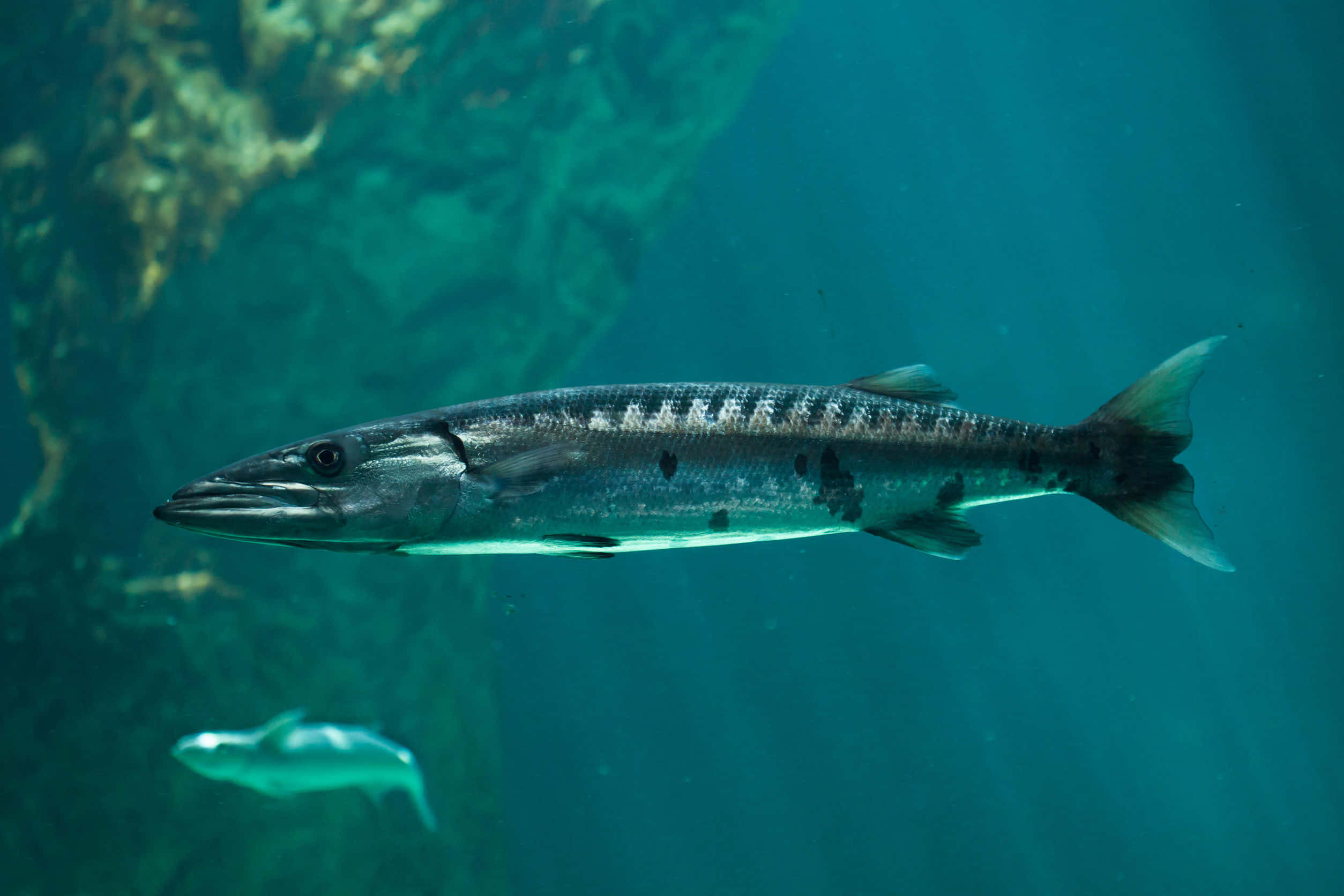 great barracuda, turquoise ocean water, rocky reef, Full HD Desktop Wallpaper