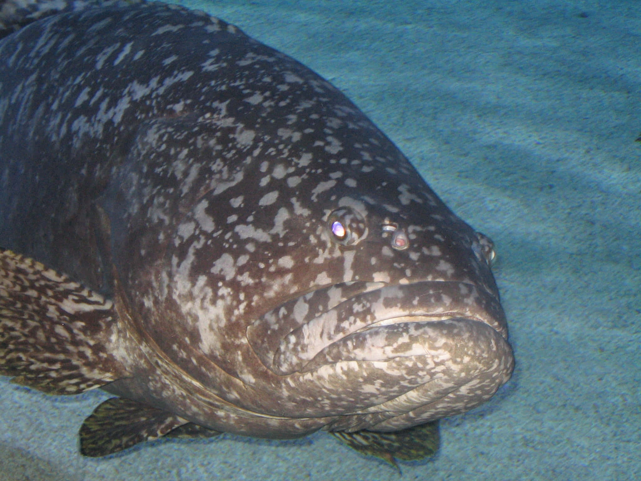 giant grouper, spotted grouper, textured skin, Full HD Desktop Wallpaper