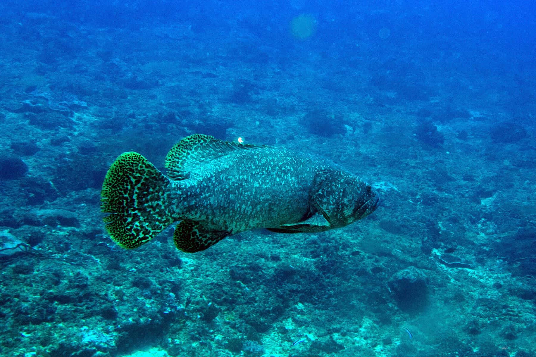 marine grouper, spotted grouper, coral reef, HD Desktop Wallpaper