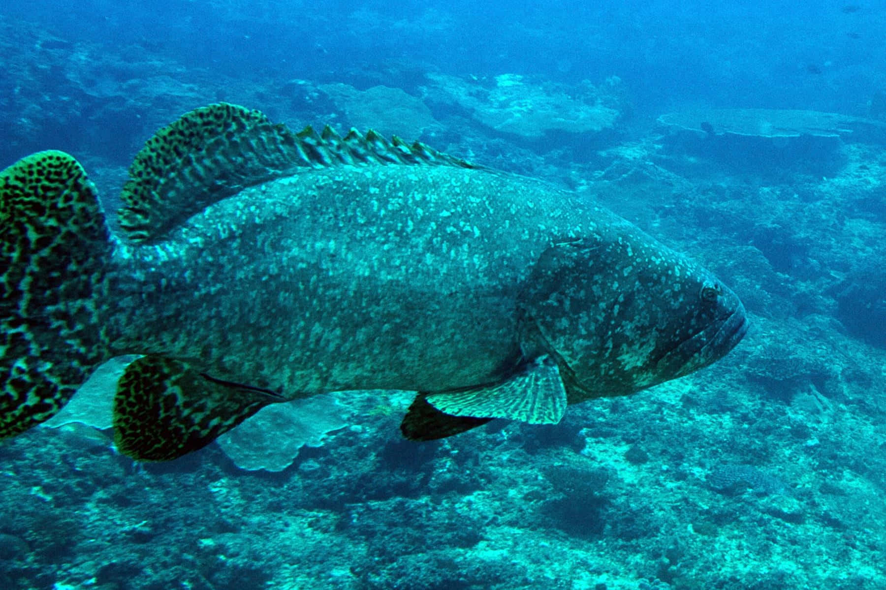 spotted grouper, sunlit coral reef, clear turquoise waters, HD Desktop Wallpaper