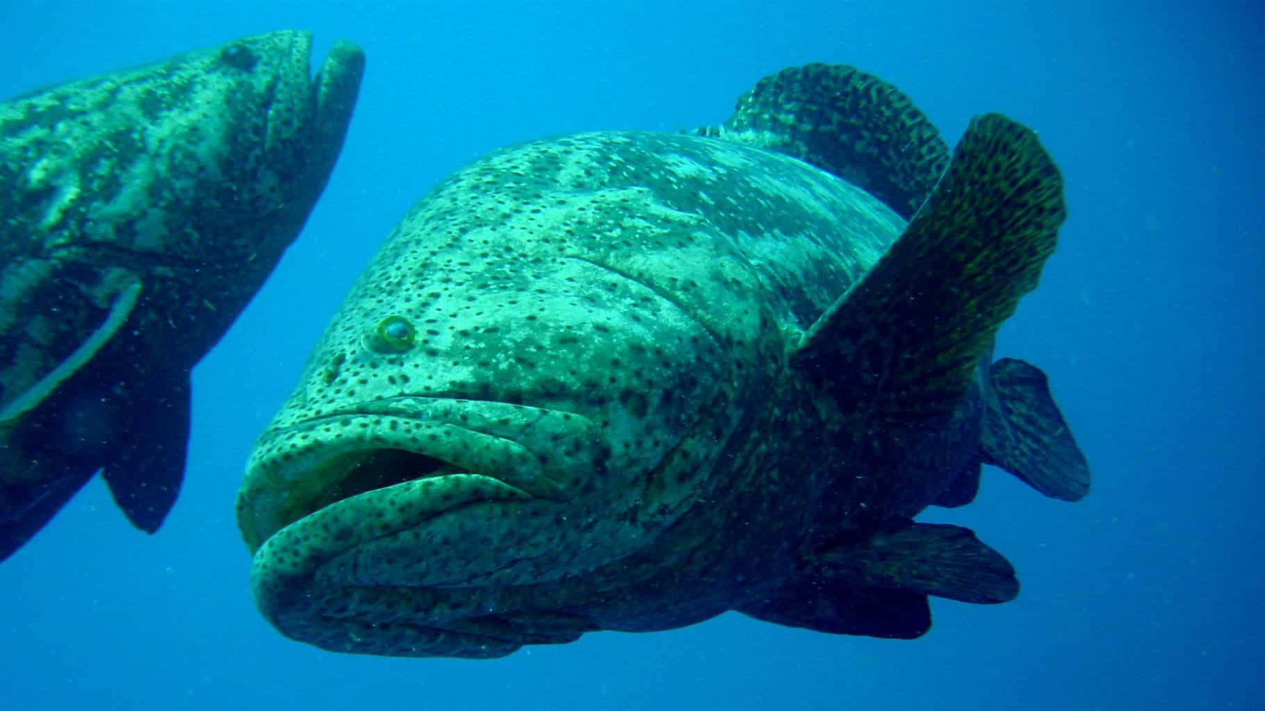 giant grouper, spotted grouper, clear blue ocean water, HD Desktop Wallpaper