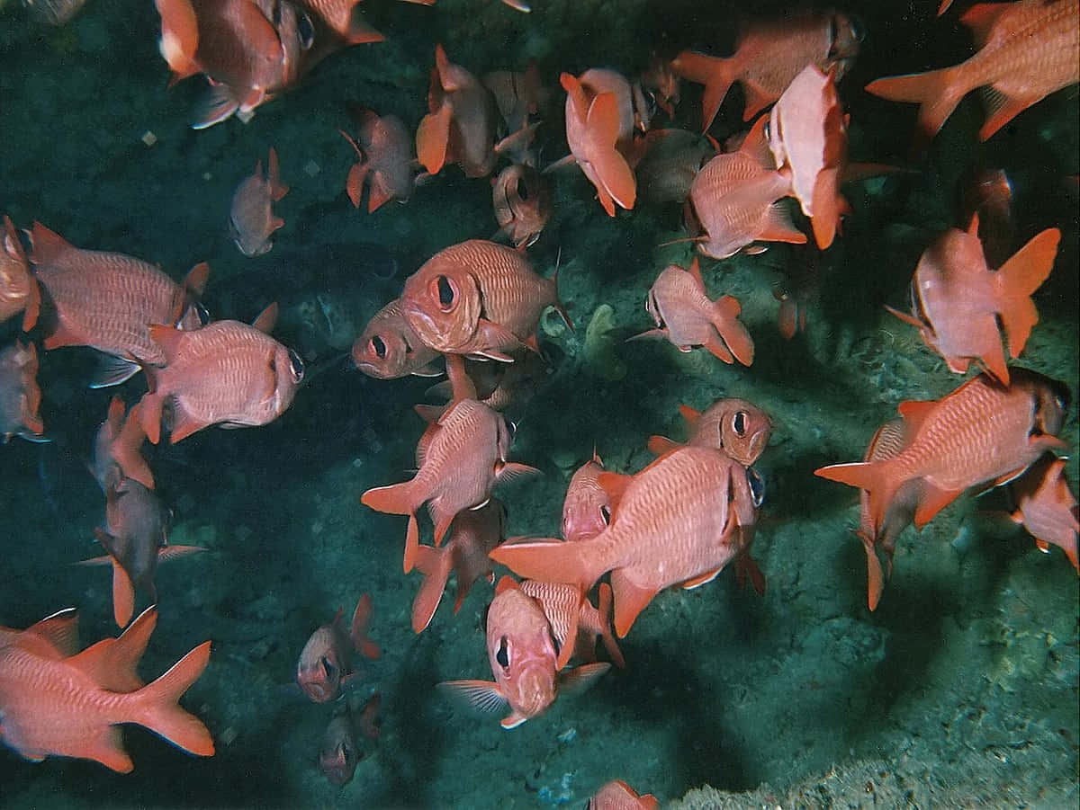 school of soldierfish, orange fish, green ocean floor, SD Desktop Wallpaper