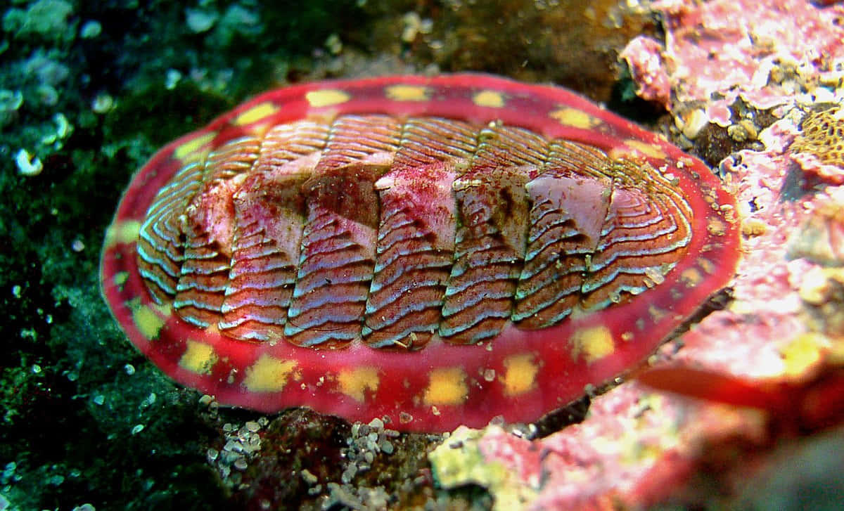 colorful chiton, vibrant red chiton, yellow spots, SD Desktop Wallpaper