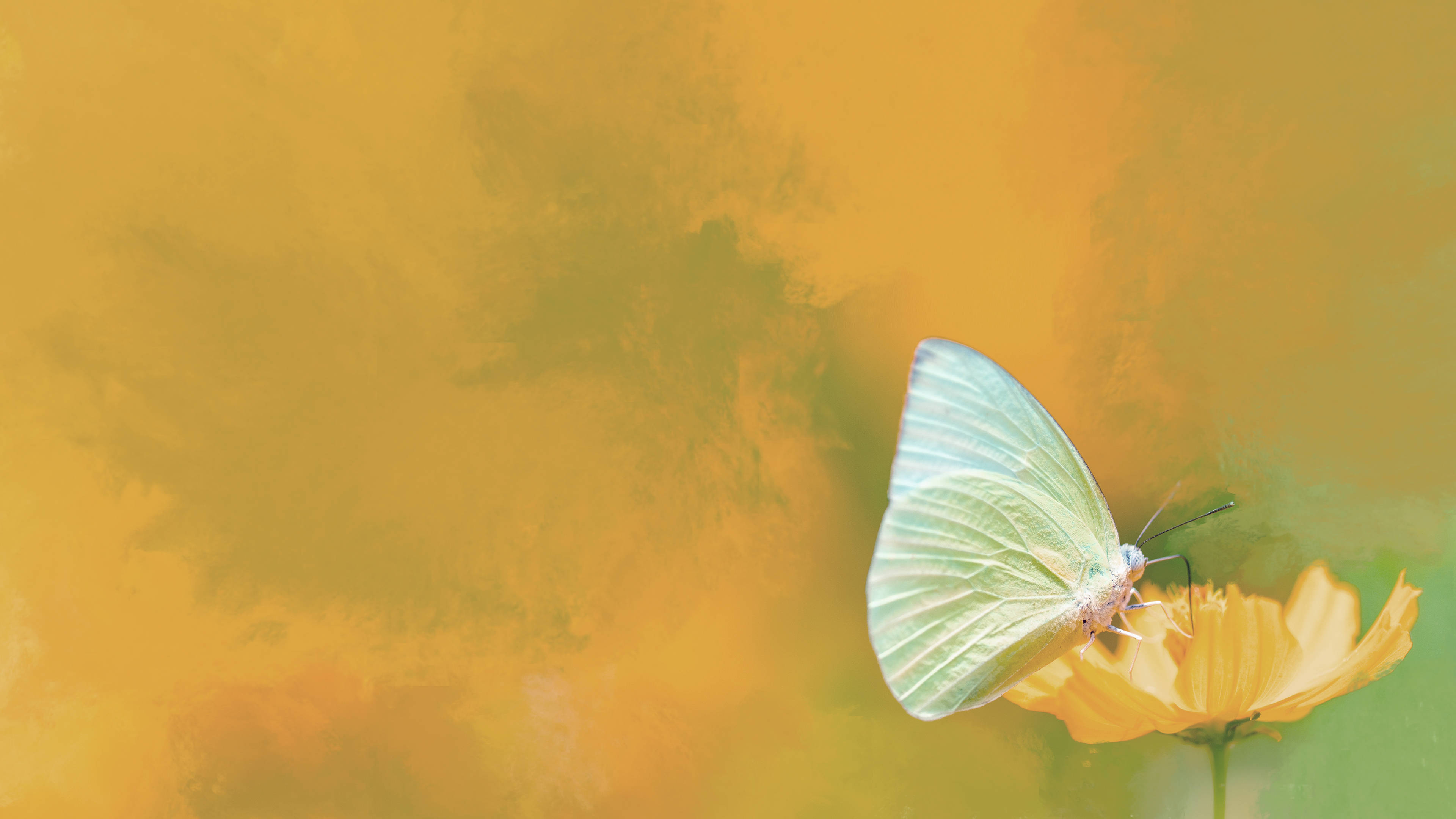 4K Ultra HD Nature, waterfall, white butterfly, 4K Desktop Wallpaper