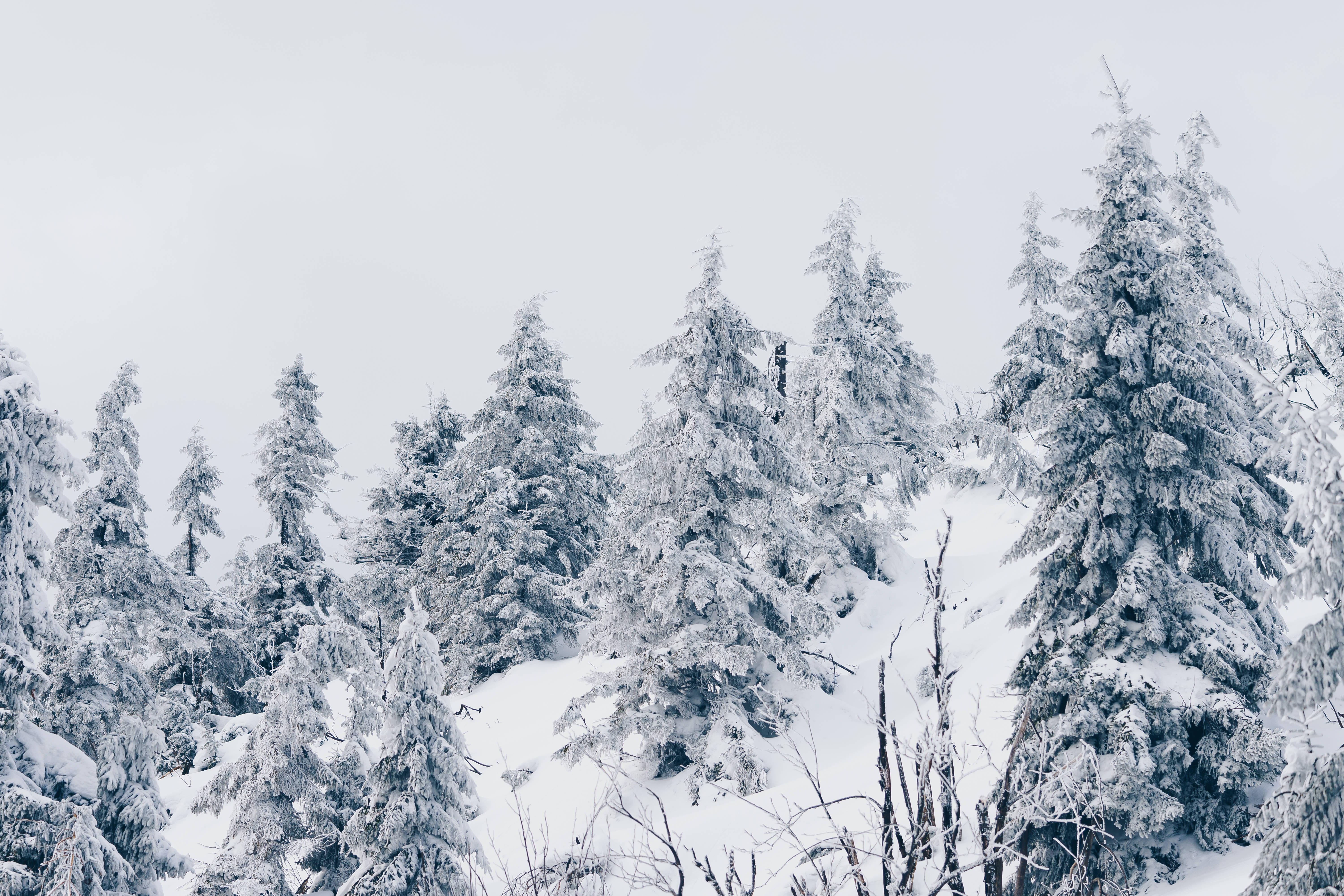 4K White, winter forest, snow-laden evergreen trees, 5K Desktop Wallpaper