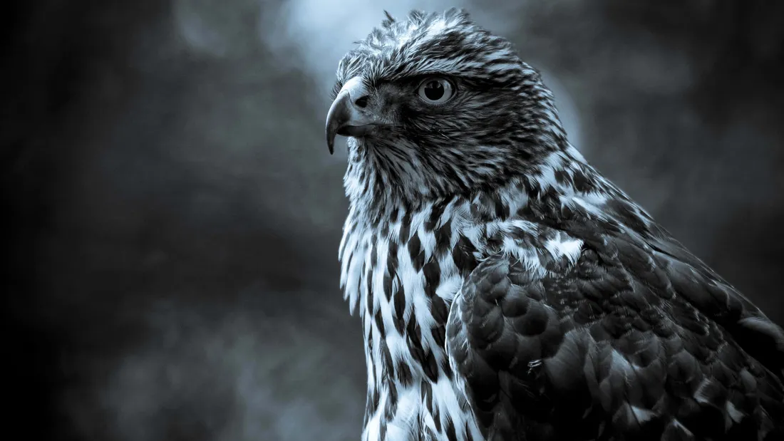 4K Wildlife