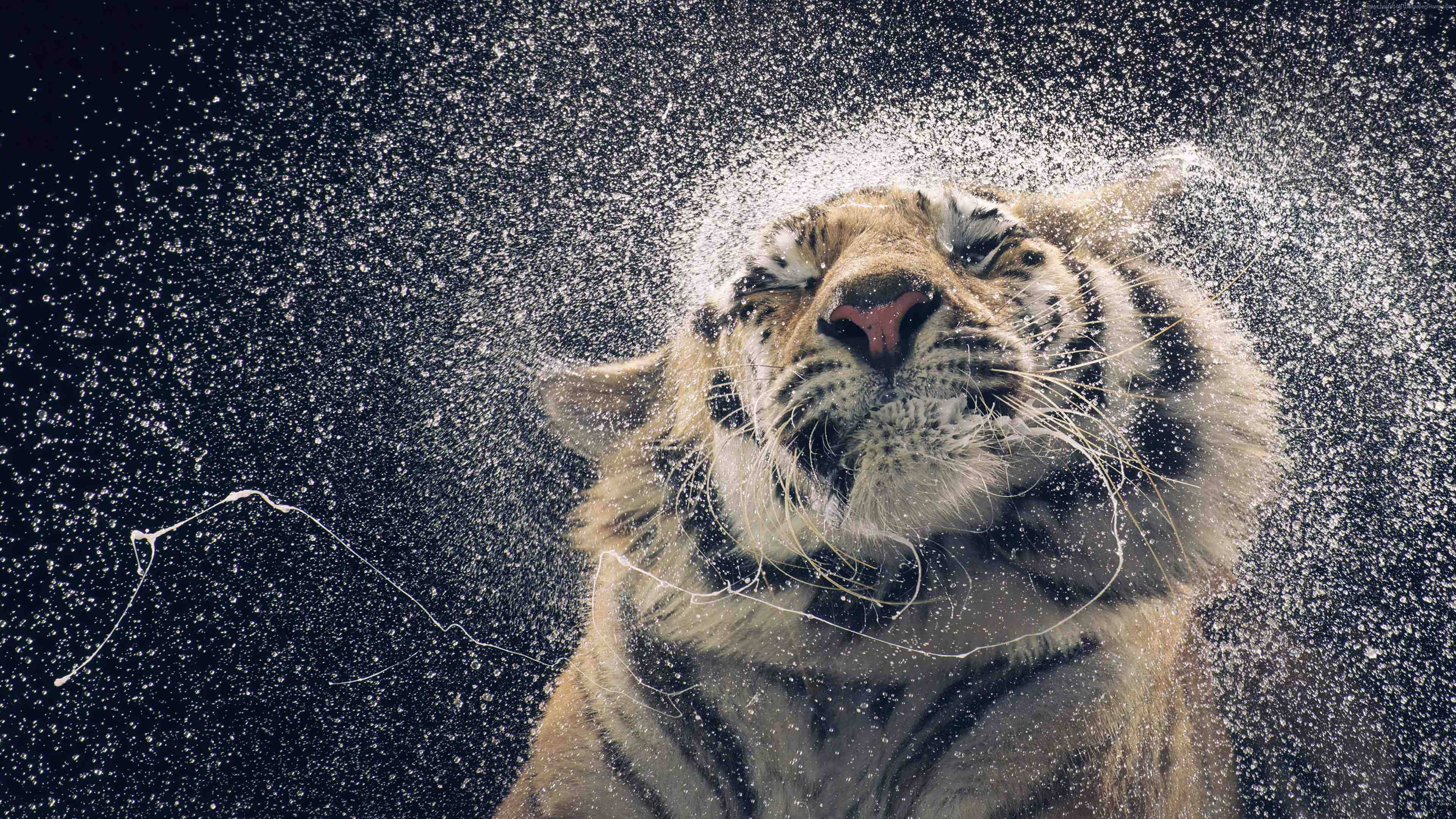 tiger, water droplets, close-up, 4K Desktop Wallpaper