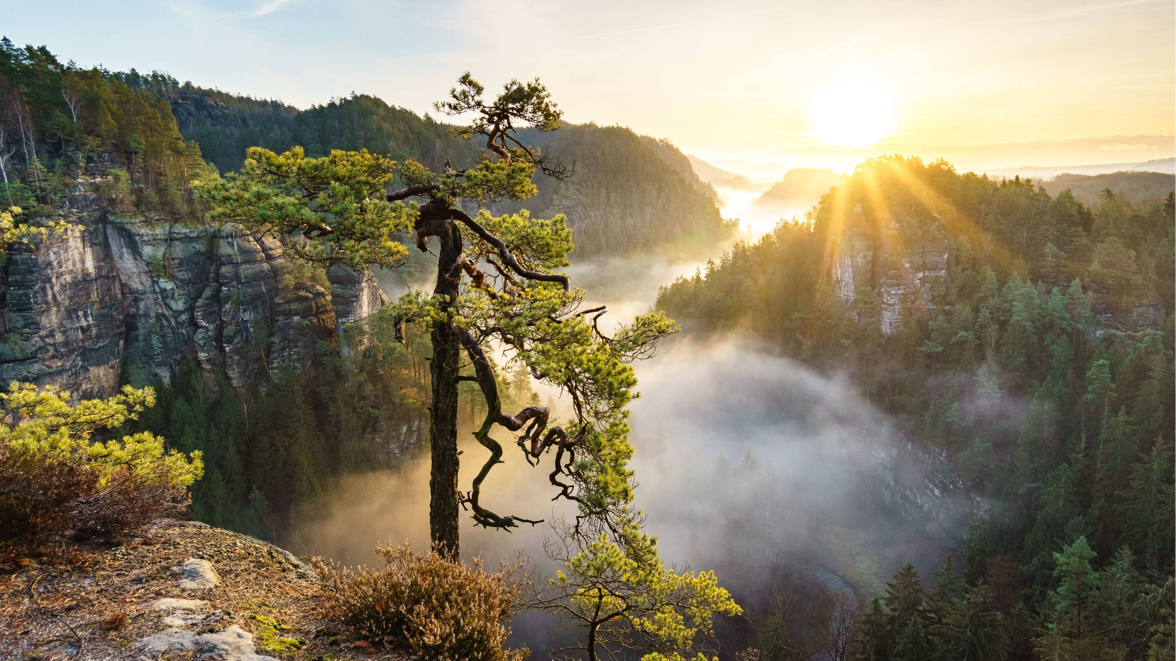 sunrise, natural landscape, gnarled pine tree, 4K Desktop Wallpaper